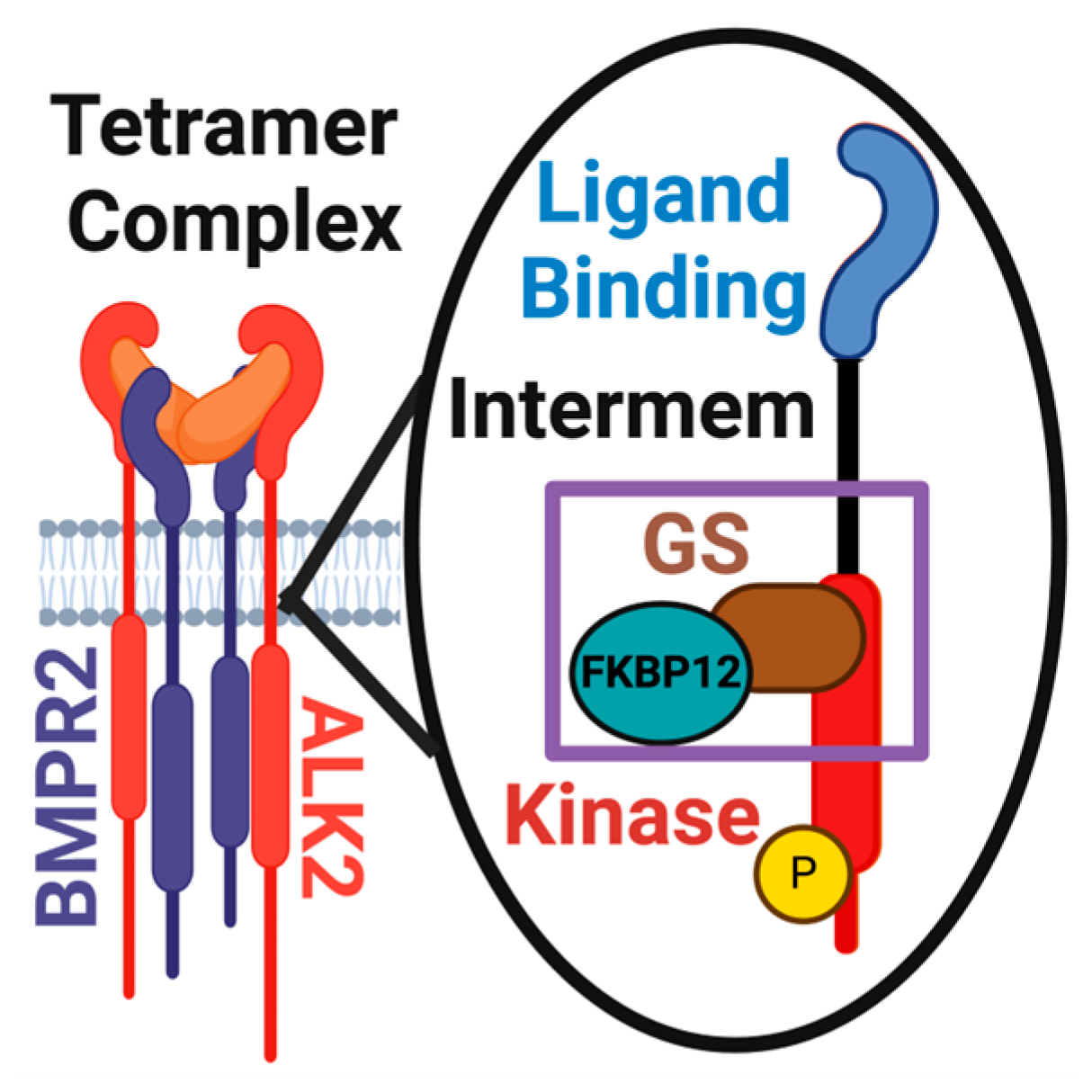Biomolecules 14 00349 g001 Biomolecules 14 00349 g001
