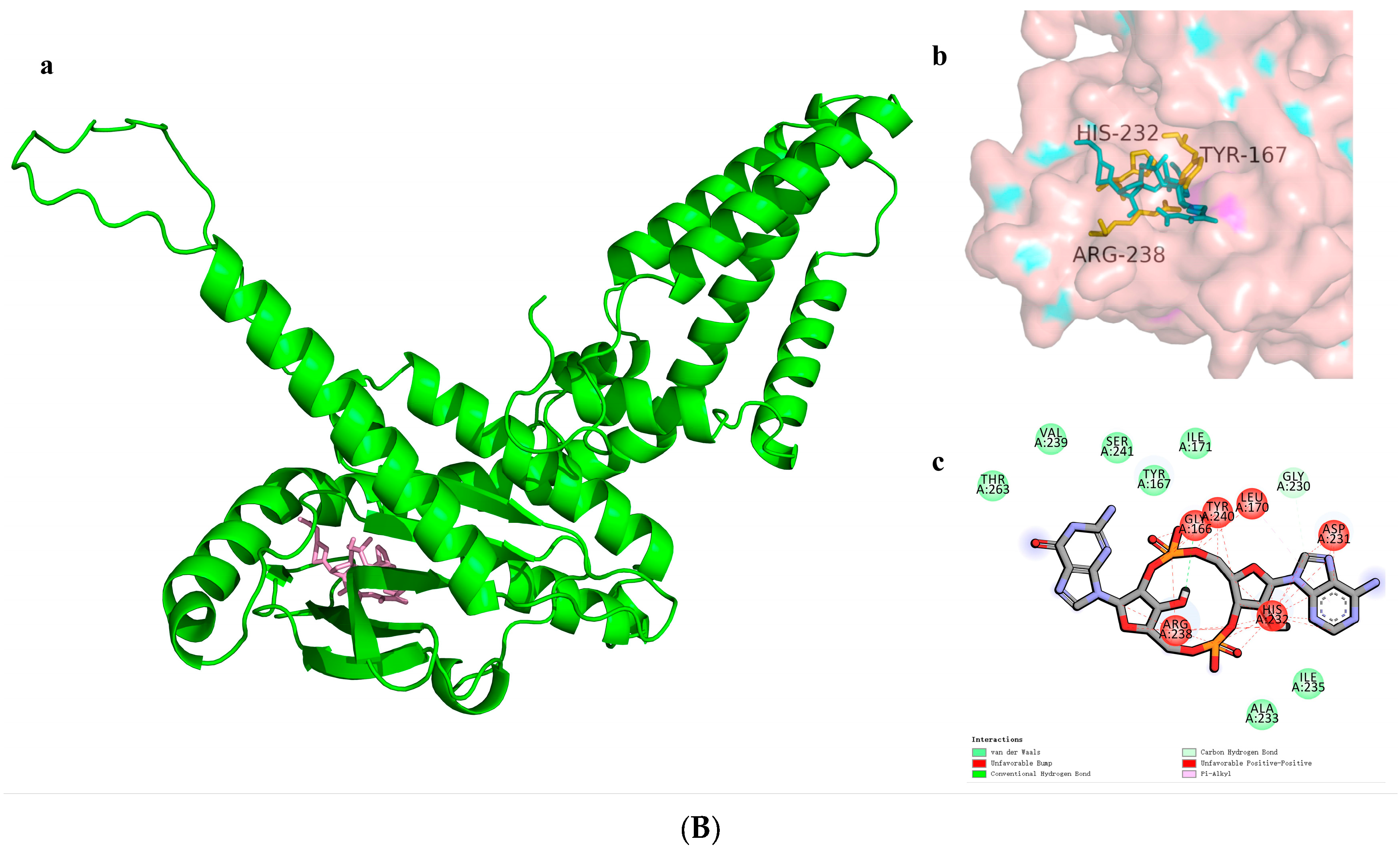 Biomolecules 14 00350 g004b