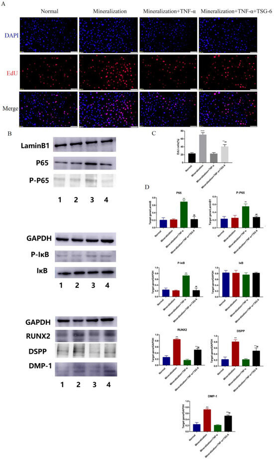 Biomolecules 14 00368 g003