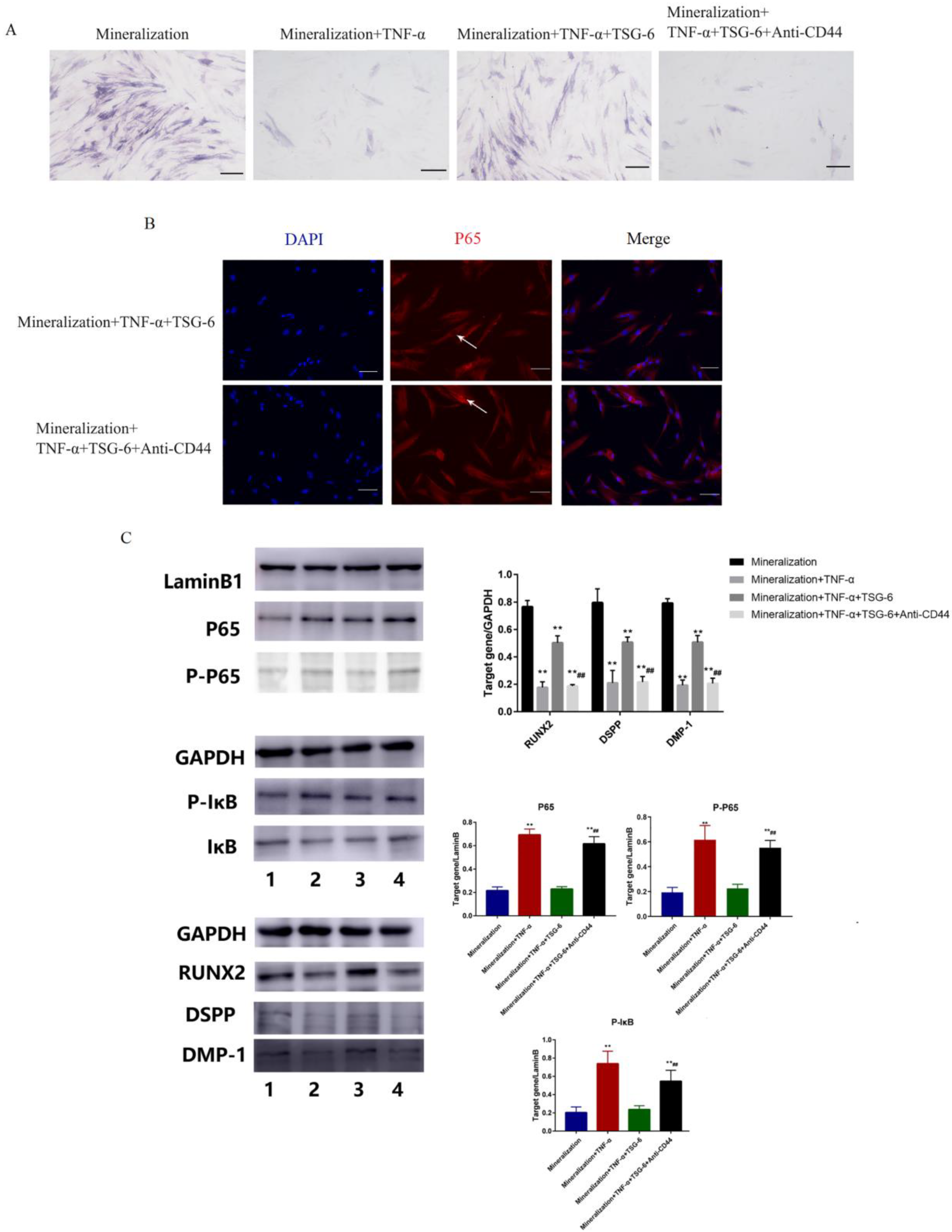 Biomolecules 14 00368 g004