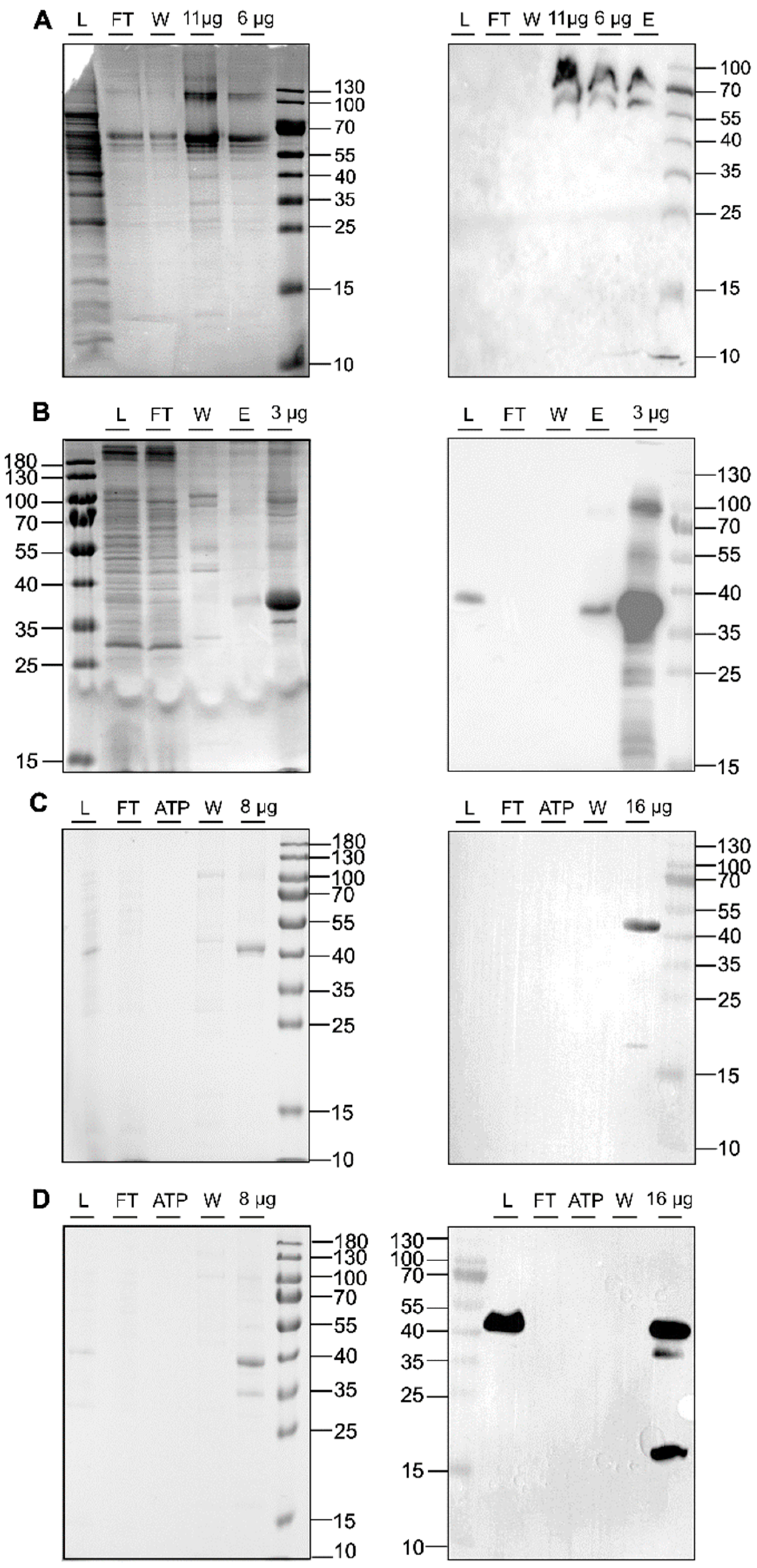 Biomolecules 14 00375 g004
