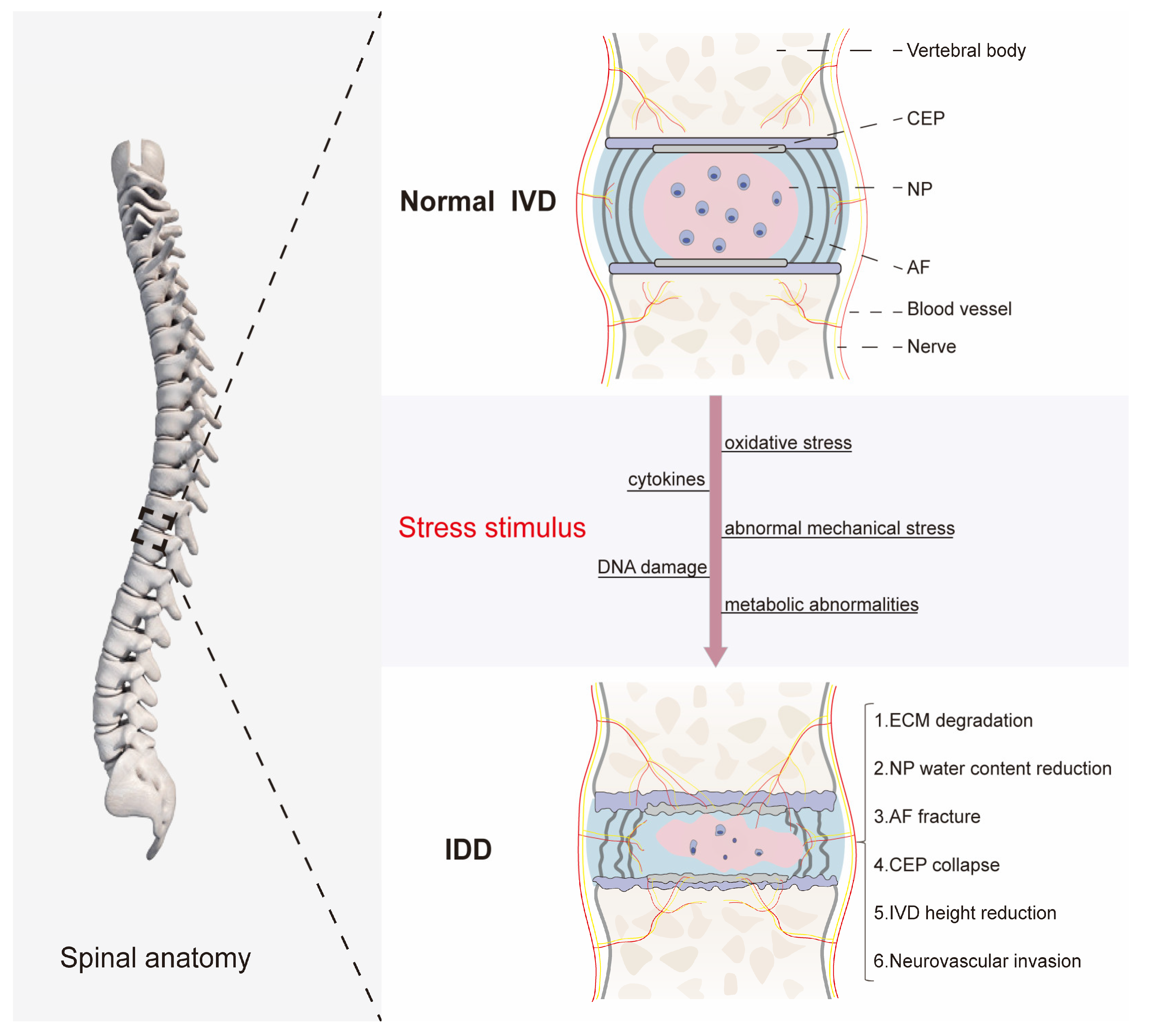 Biomolecules 14 00393 g001