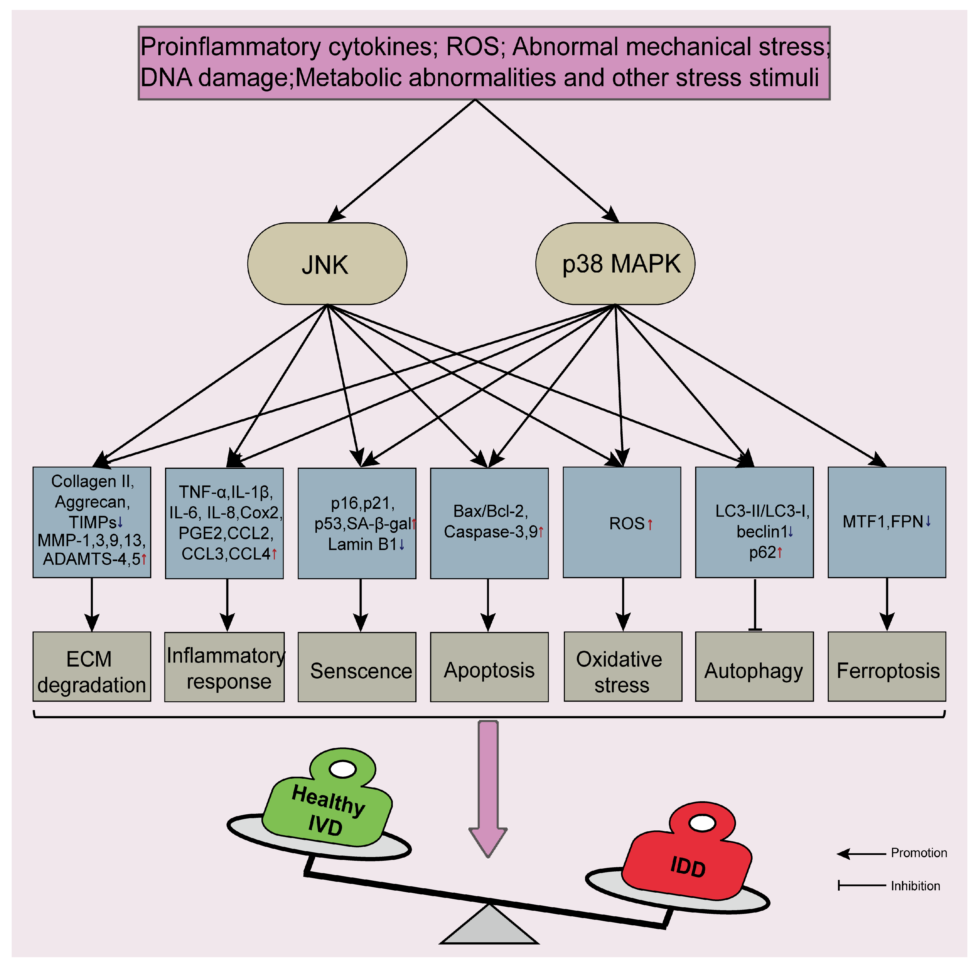 Biomolecules 14 00393 g003