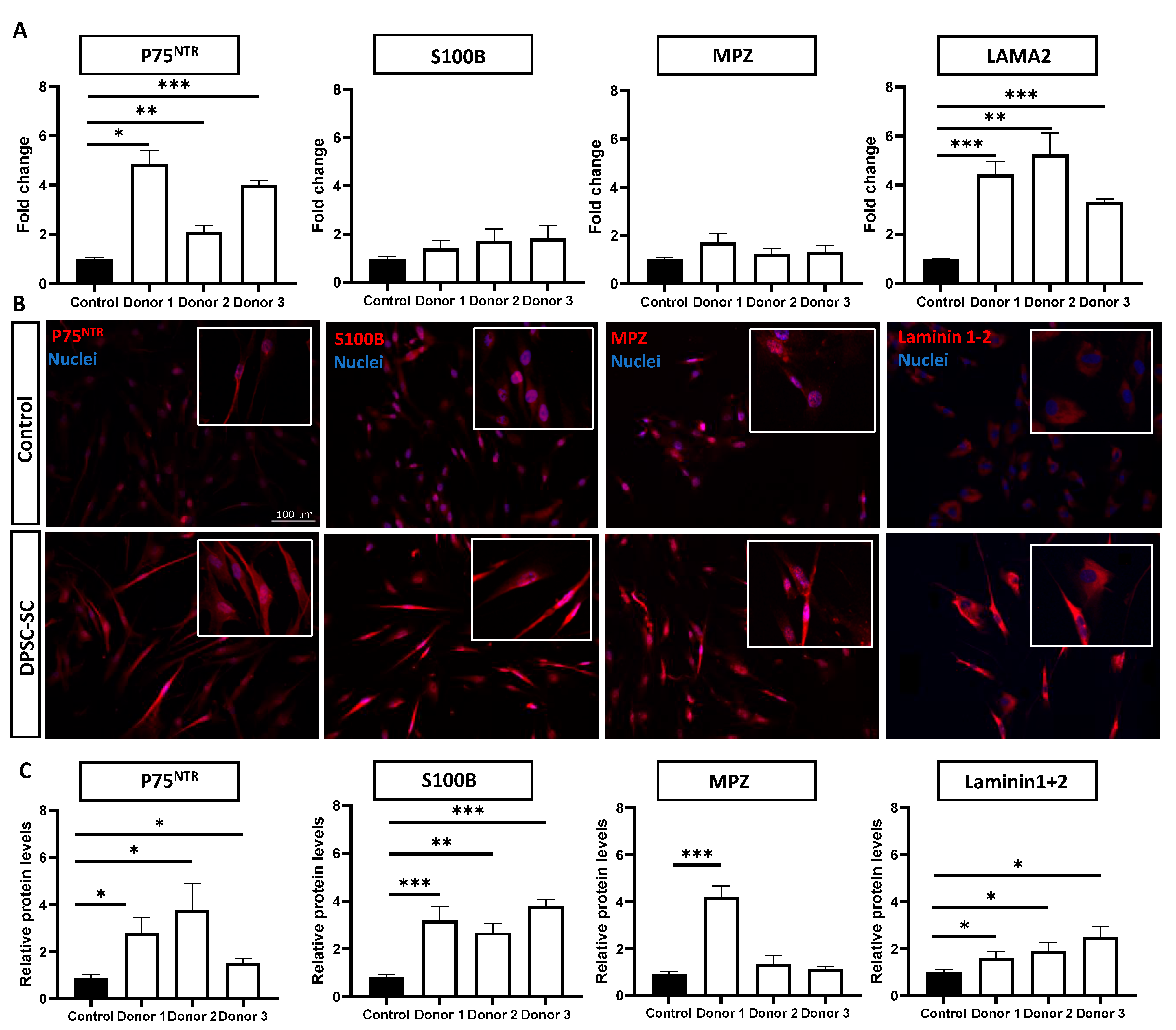 Biomolecules 14 00405 g001 Biomolecules 14 00405 g001