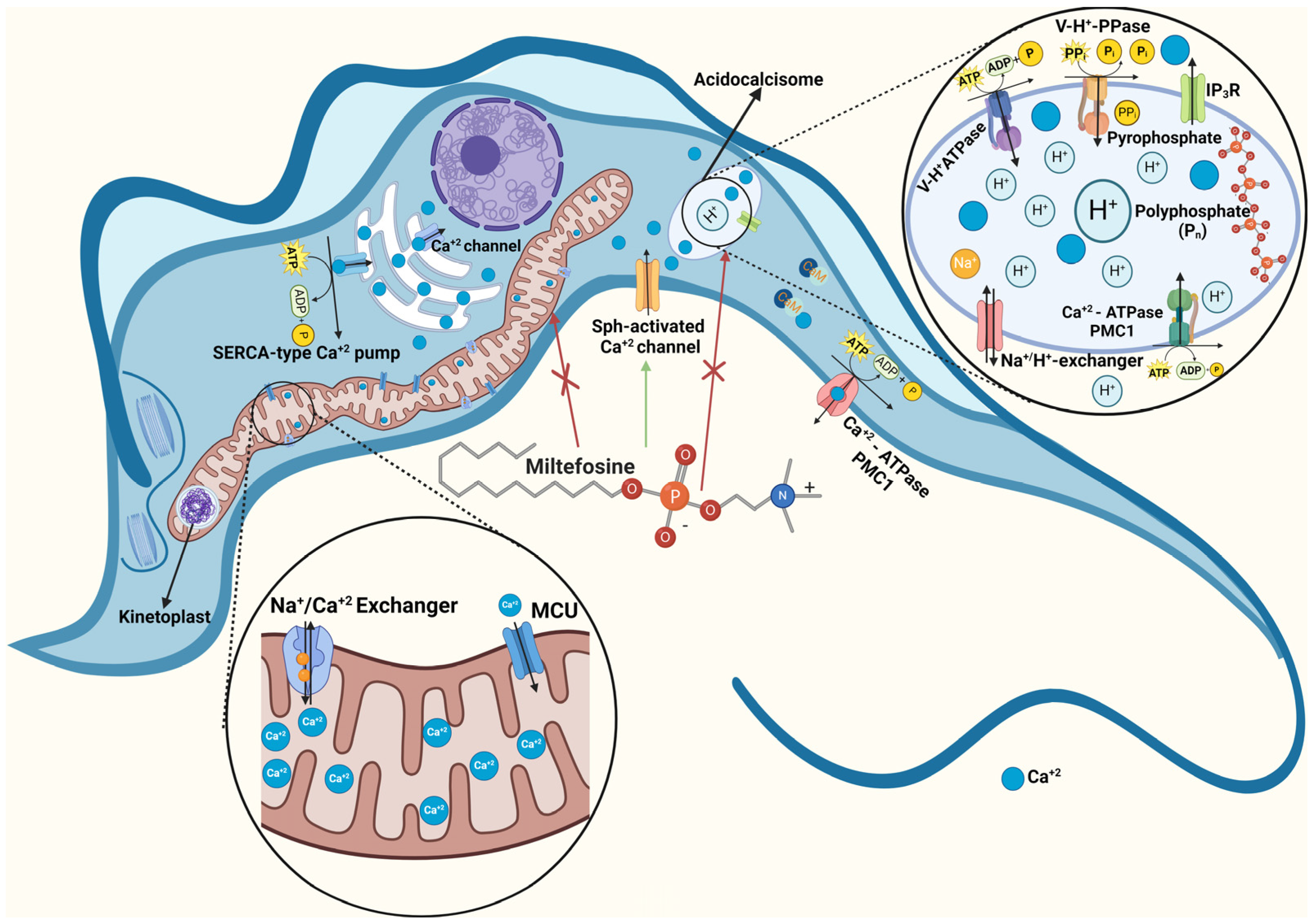 Biomolecules 14 00406 g002 Biomolecules 14 00406 g002