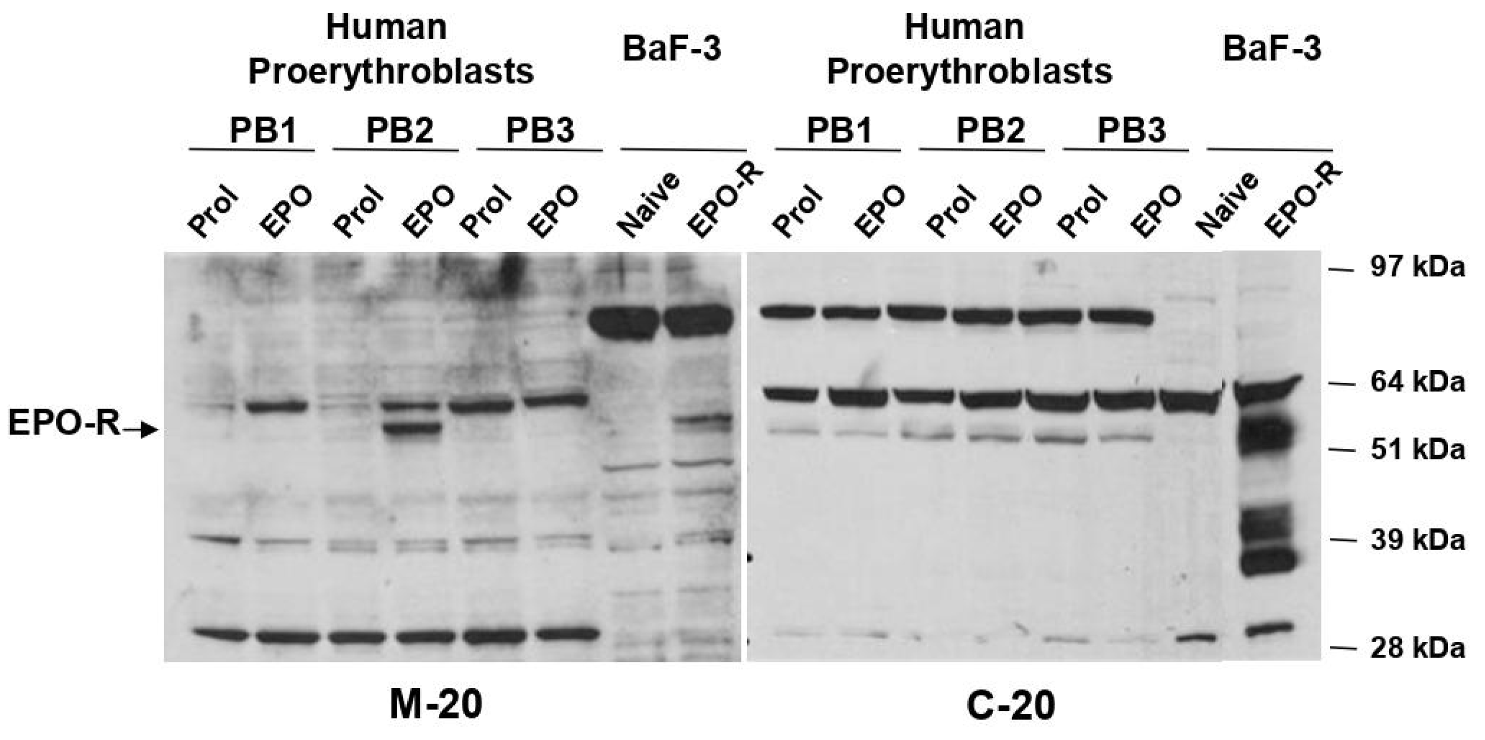 Biomolecules 14 00408 g005 Biomolecules 14 00408 g005