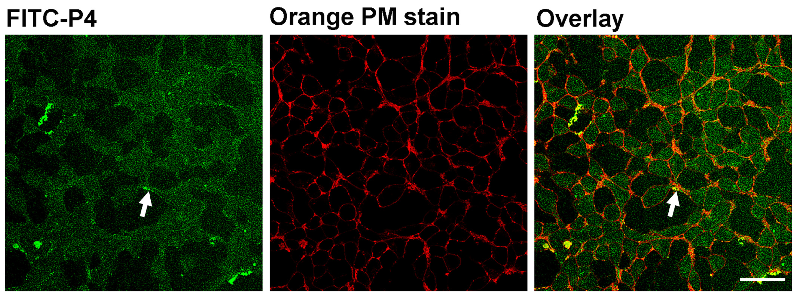 Biomolecules 14 00423 g003