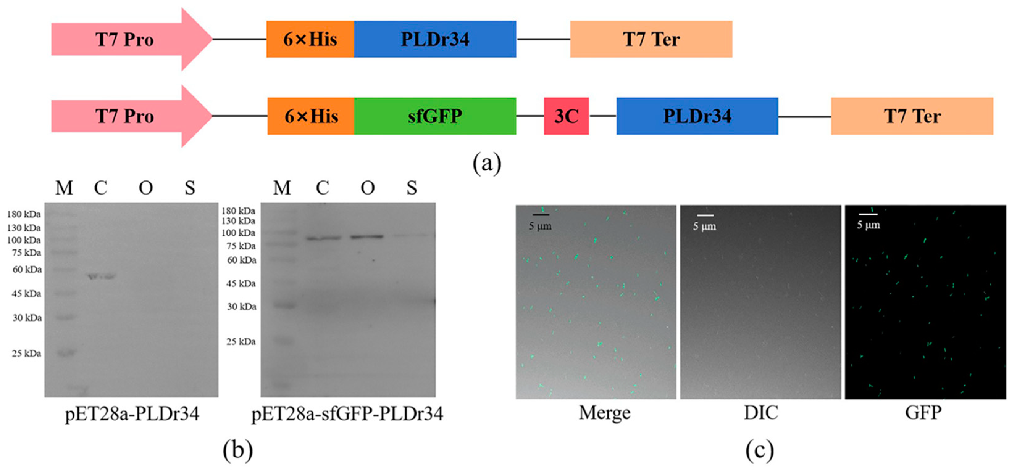 Biomolecules 14 00430 g001 Biomolecules 14 00430 g001