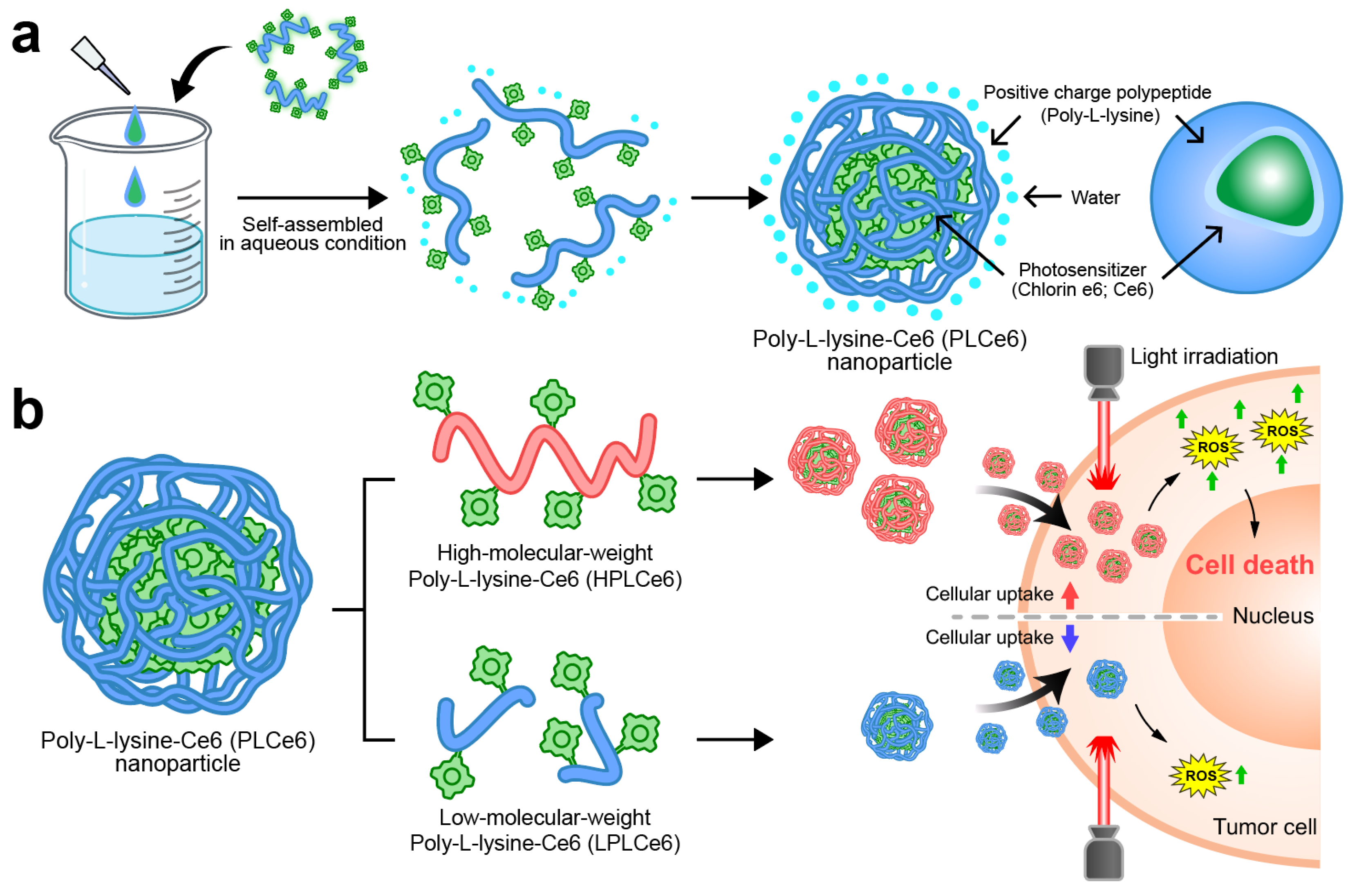 Biomolecules 14 00431 g001