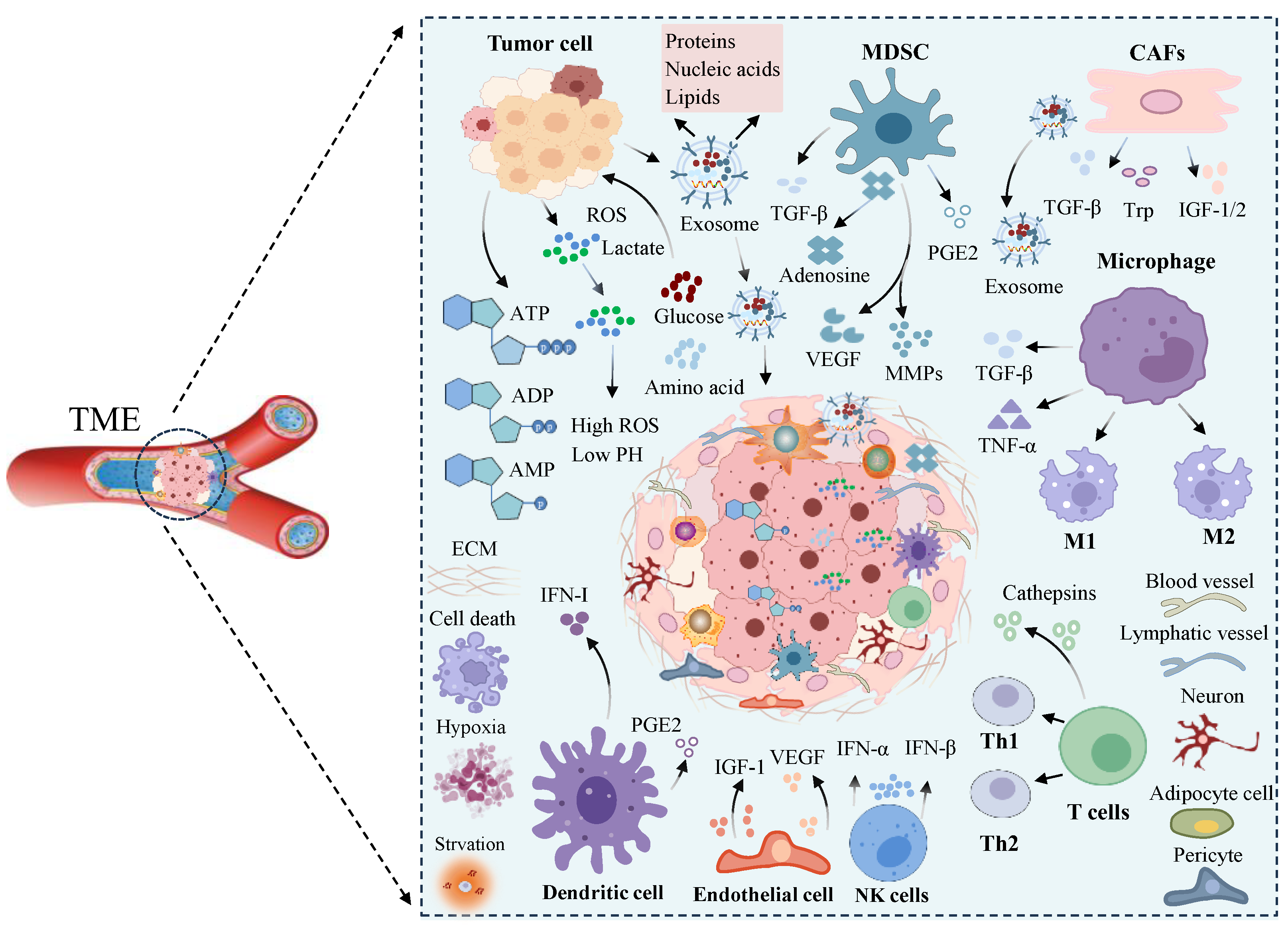Biomolecules 14 00438 g002