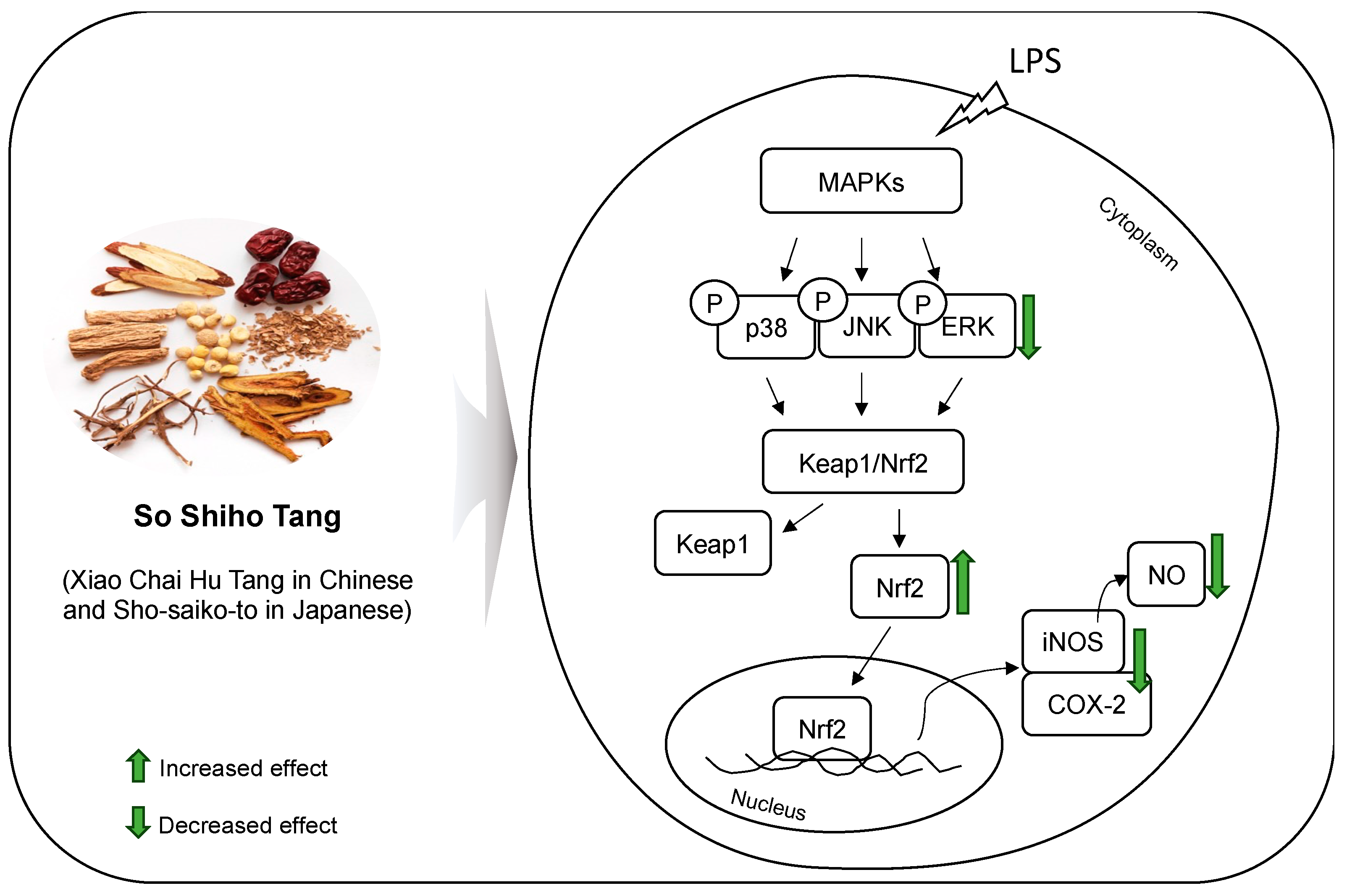 Biomolecules 14 00451 g008