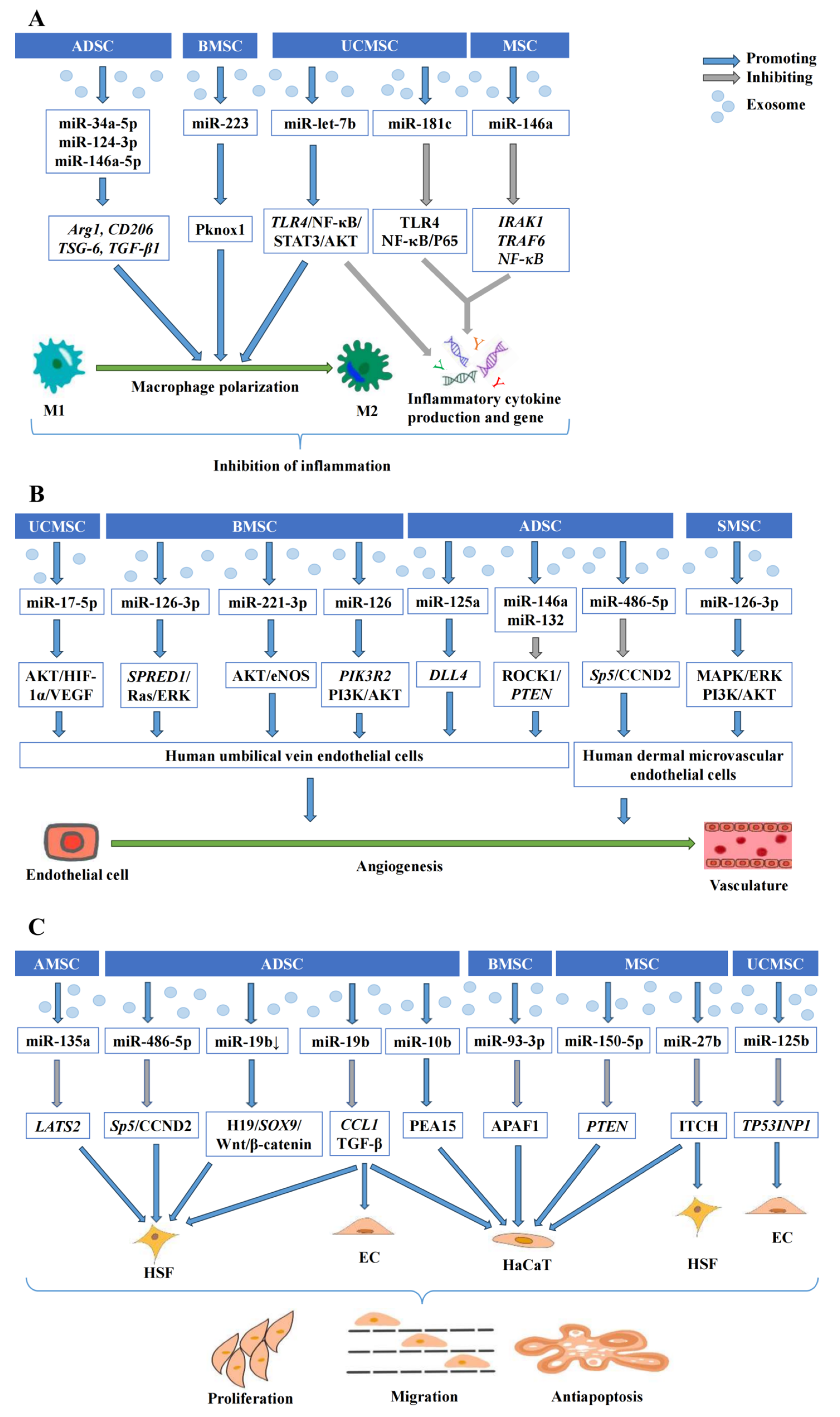 Applications of Exosomal miRNAs from Mesenchymal Stem Cells as Skin ...