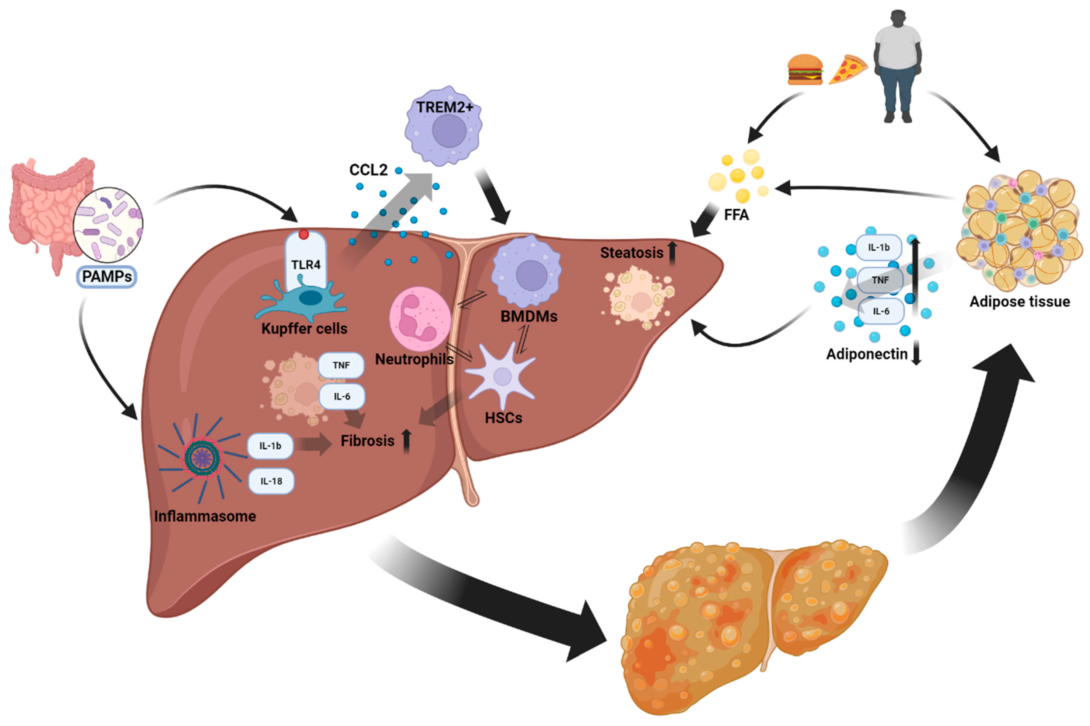 Biomolecules 14 00476 g001 Biomolecules 14 00476 g001
