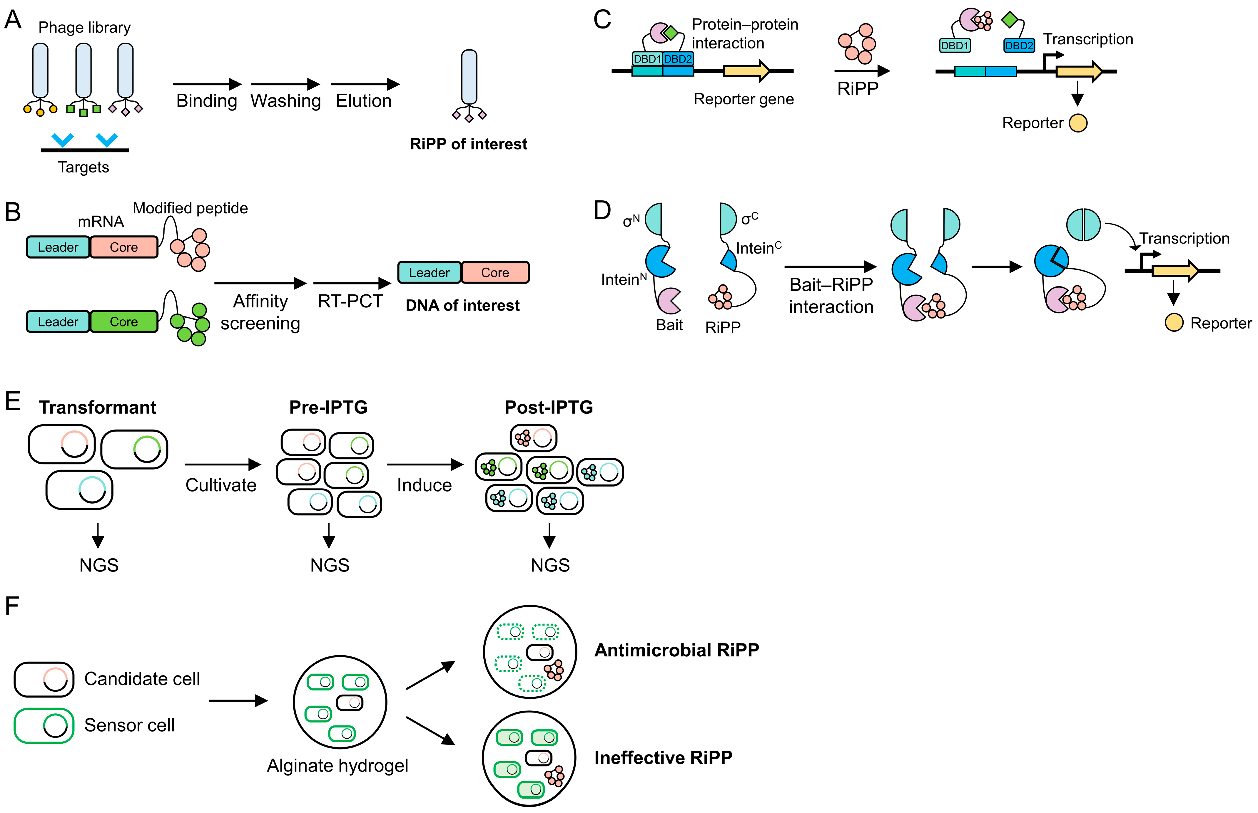 Advancements in the Application of Ribosomally Synthesized and Post ...