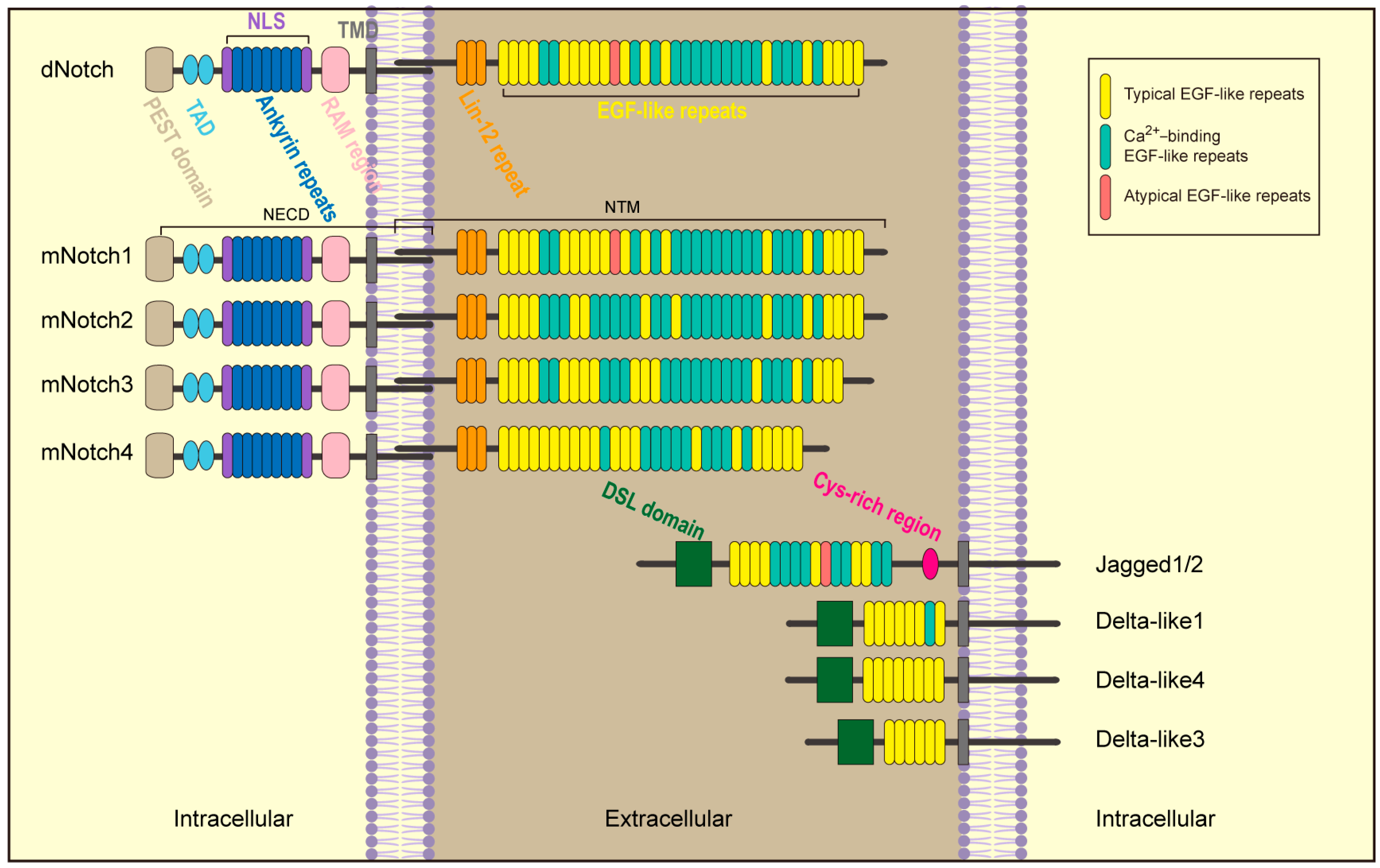Biomolecules 14 00480 g001 Biomolecules 14 00480 g001