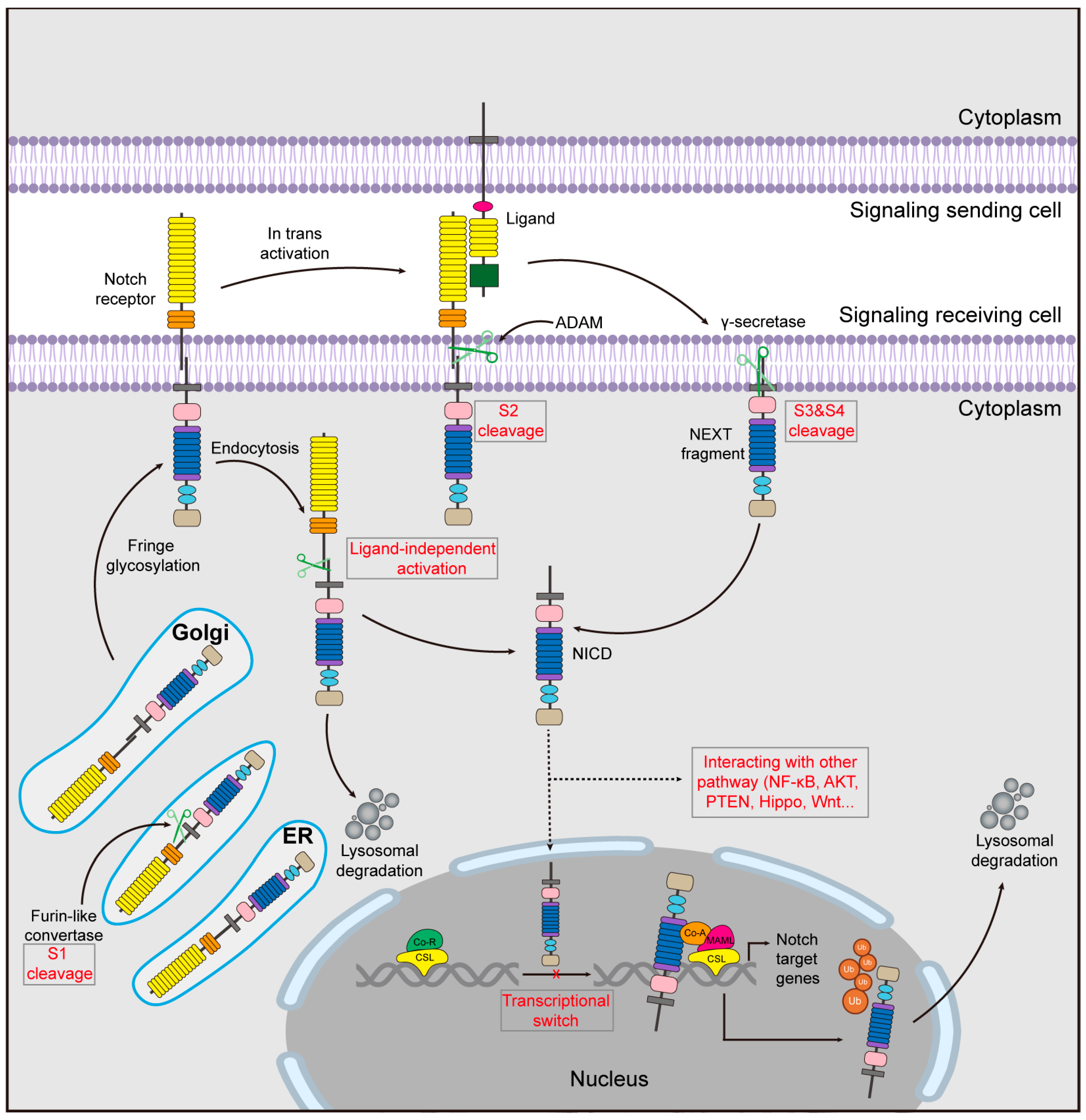 Biomolecules 14 00480 g002 Biomolecules 14 00480 g002