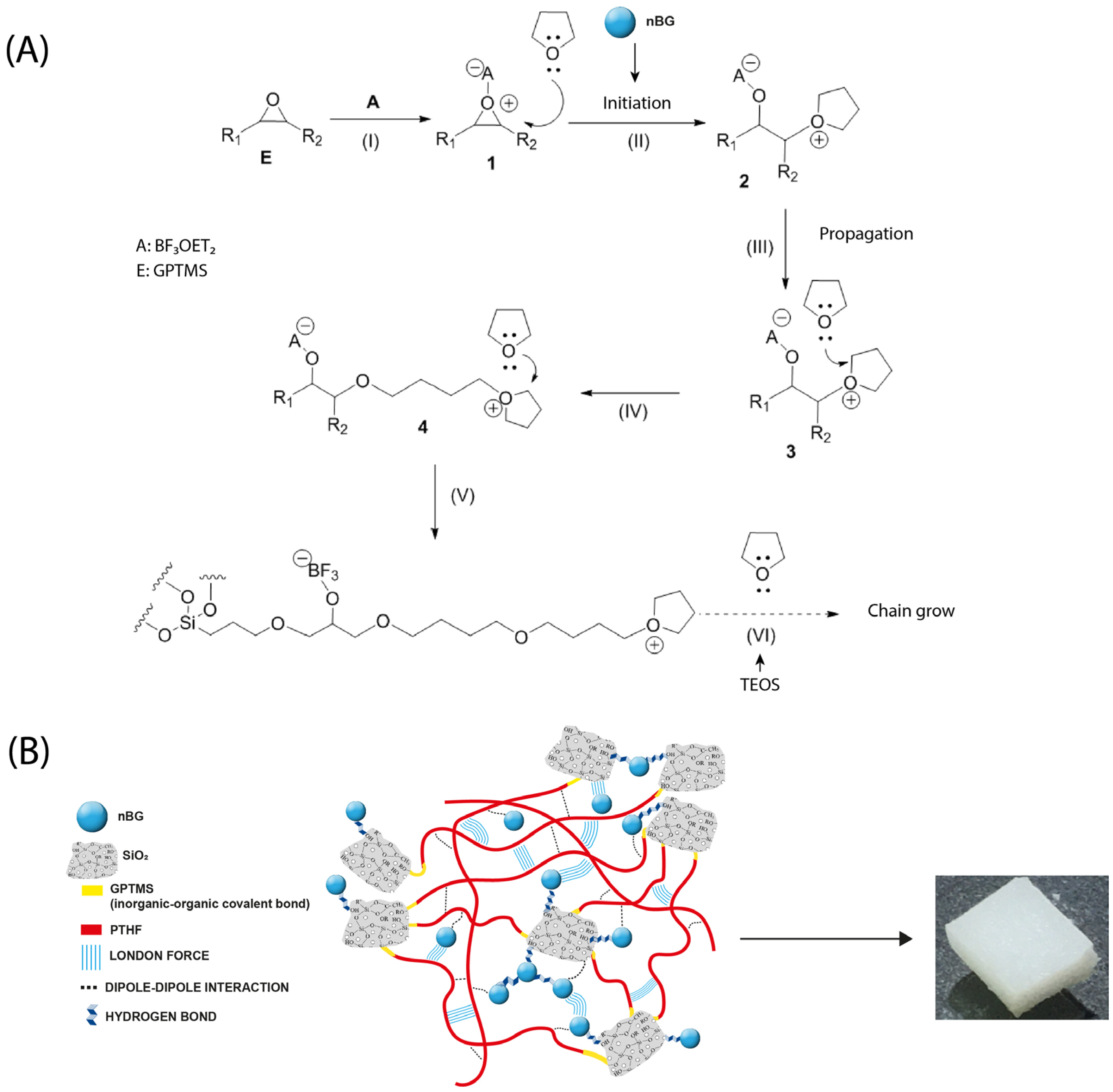 Biomolecules 14 00482 g013