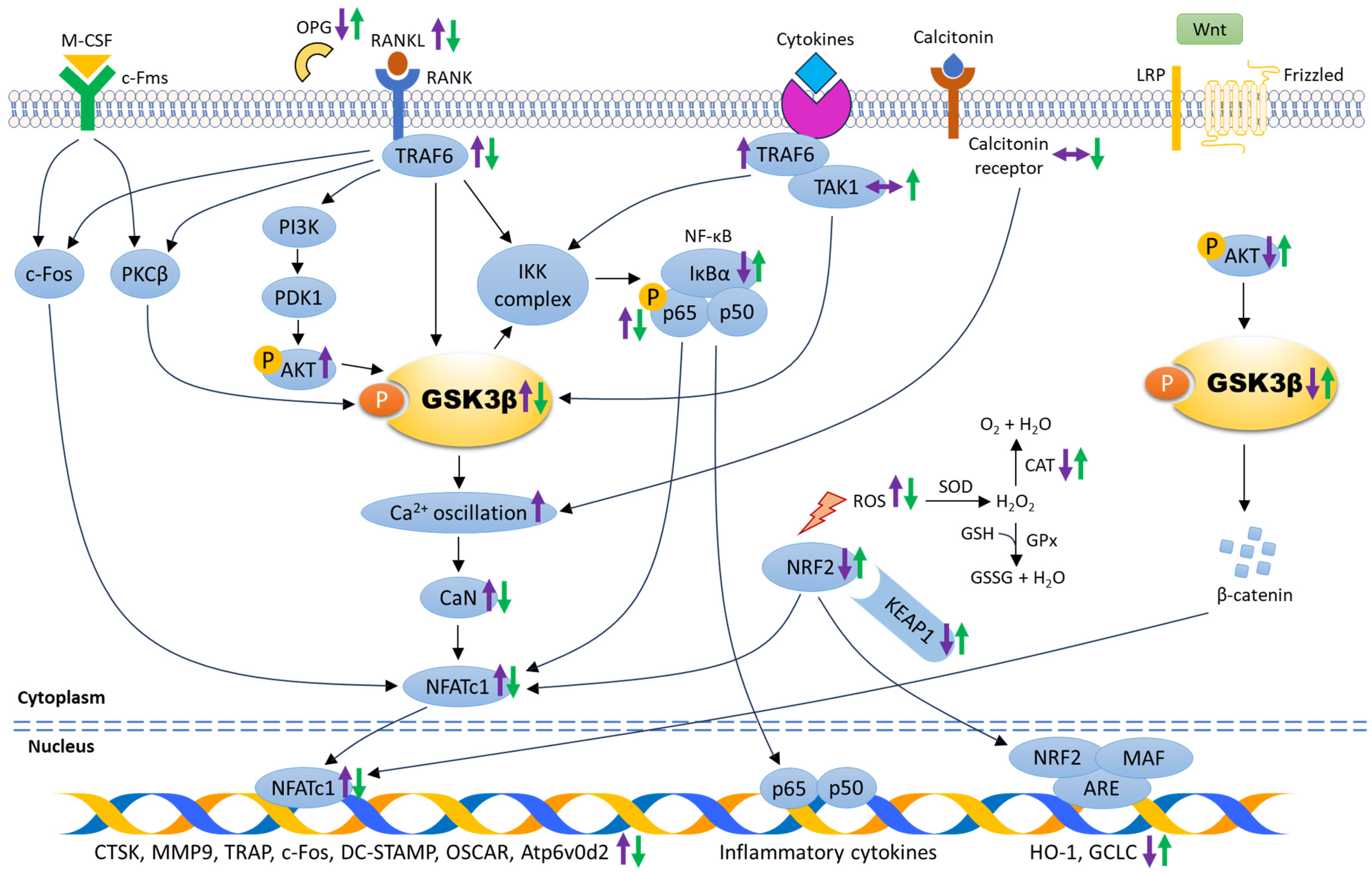 Biomolecules 14 00502 g002