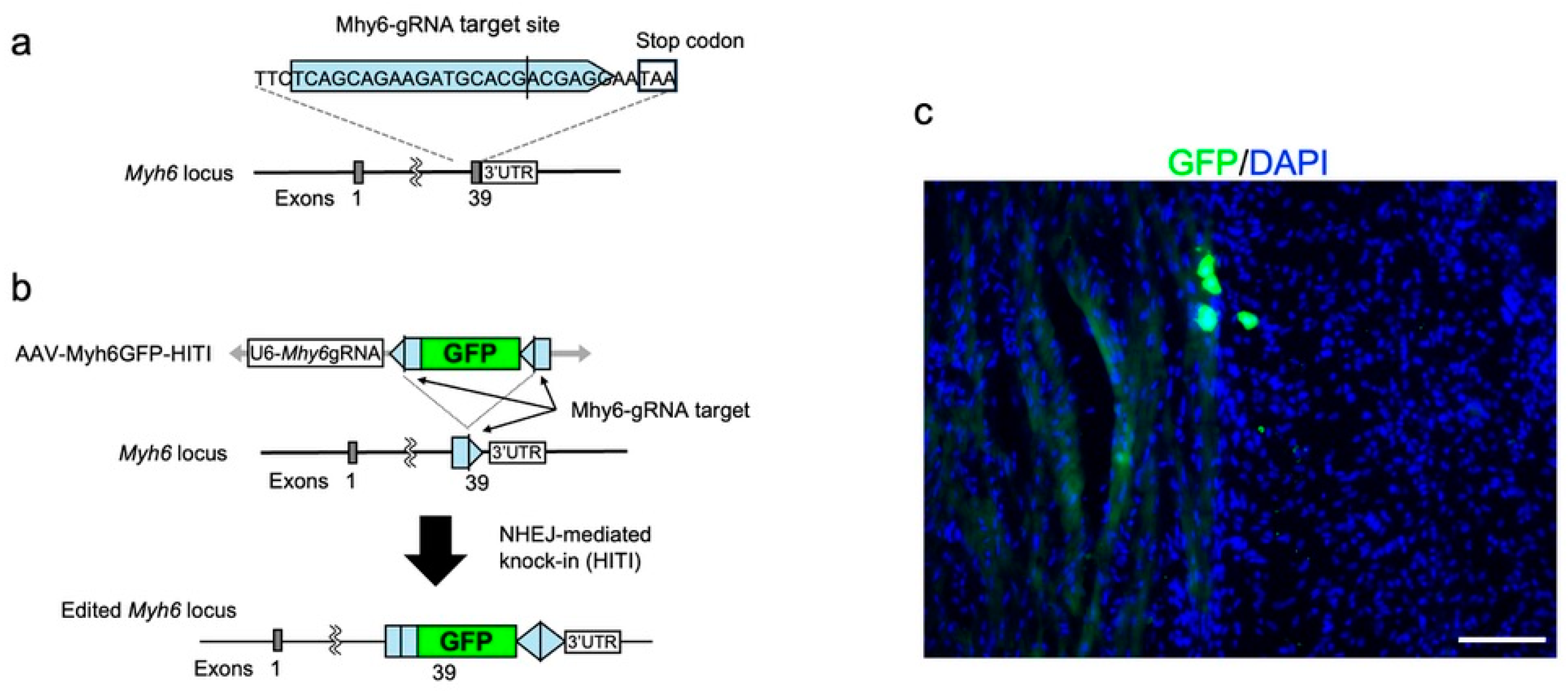 Biomolecules 14 00506 g007