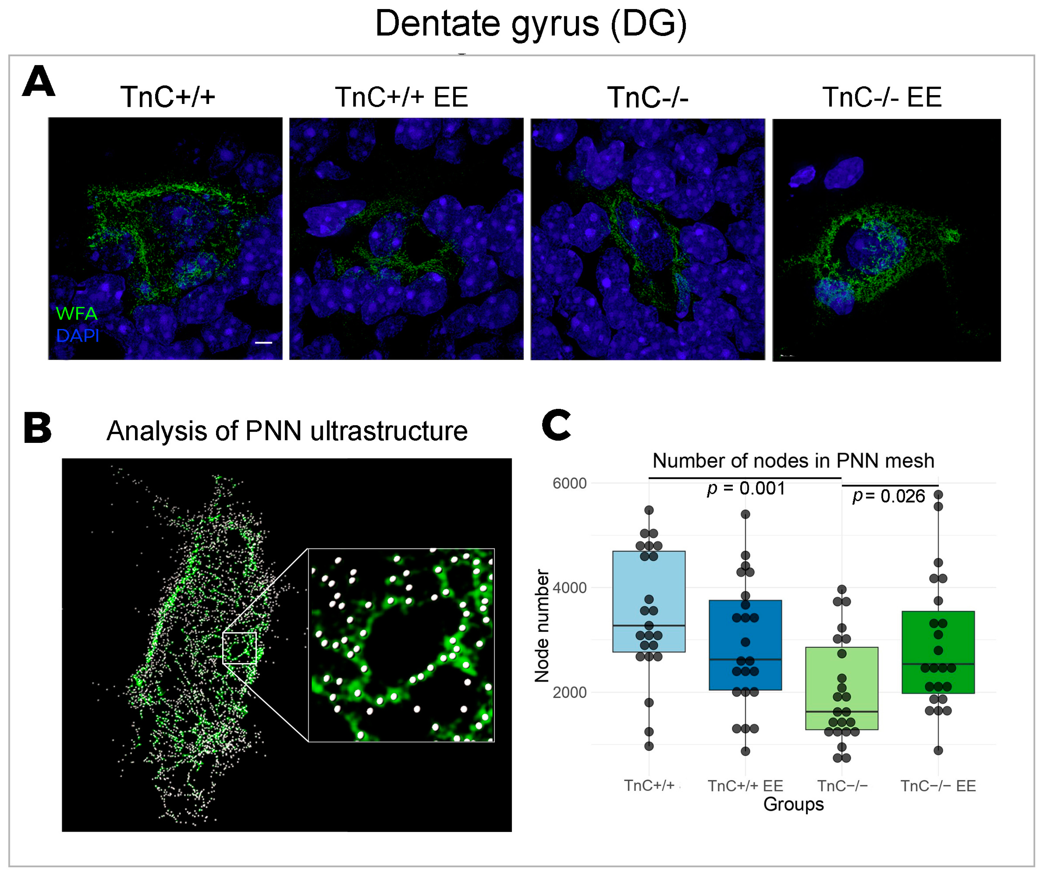 Biomolecules 14 00508 g003