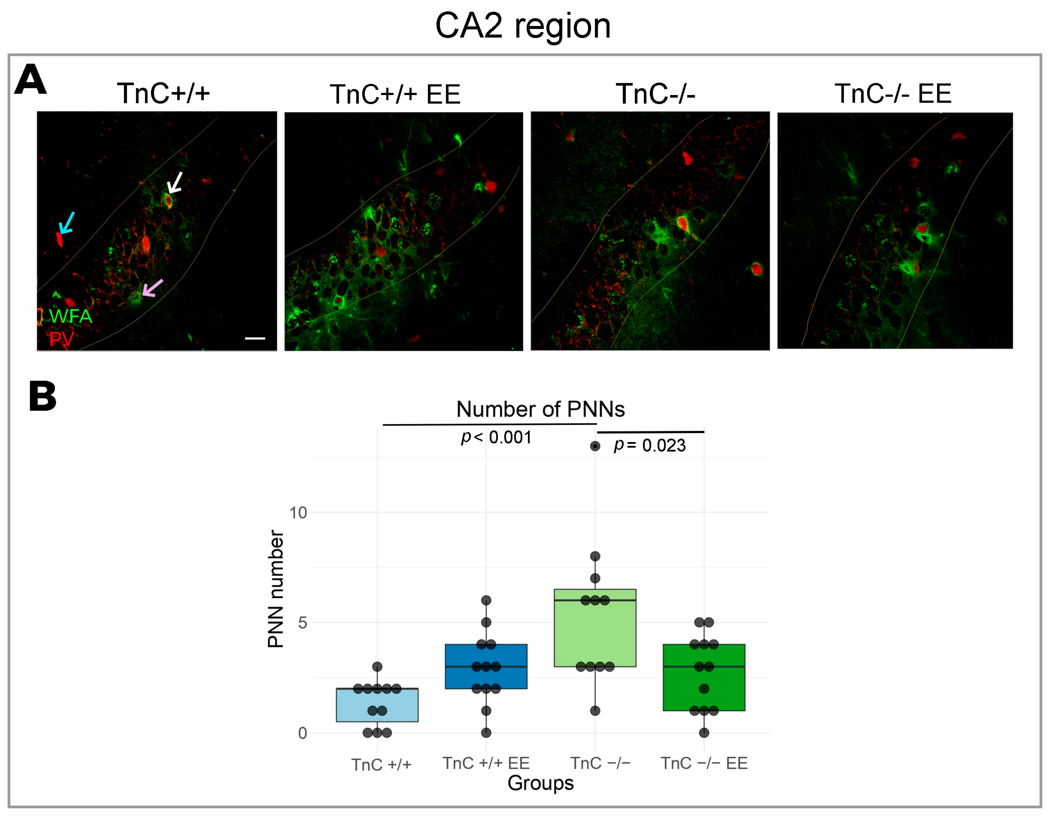 Biomolecules 14 00508 g004
