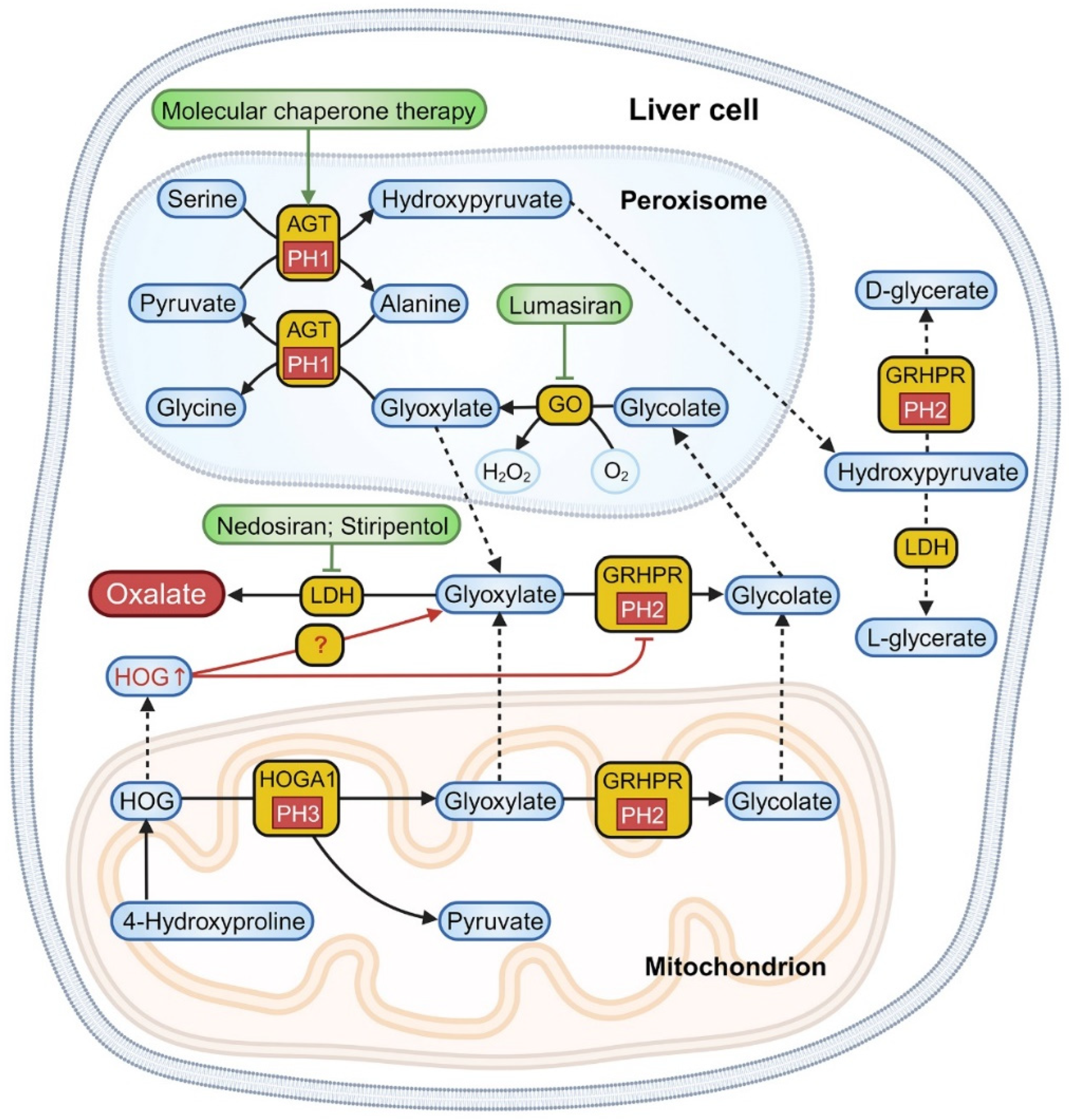 Biomolecules 14 00511 g001