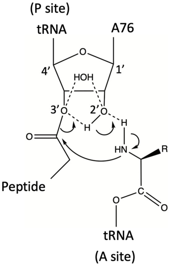 Biomolecules 14 00518 g001
