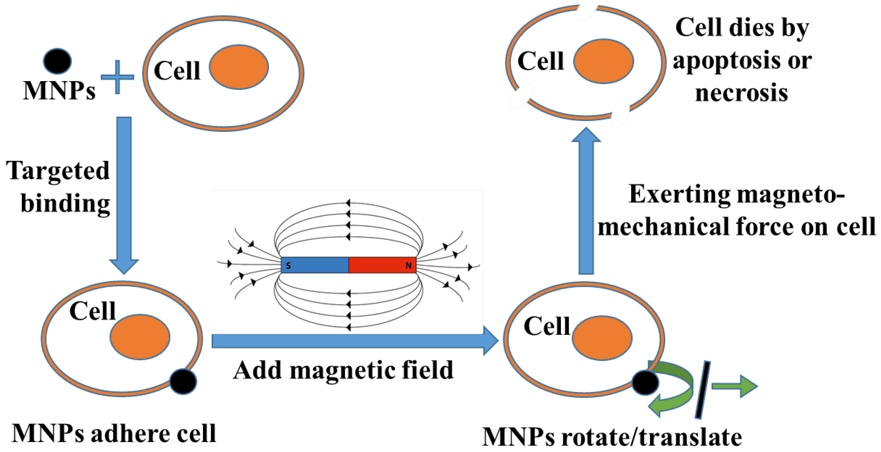 Biomolecules 14 00521 g001