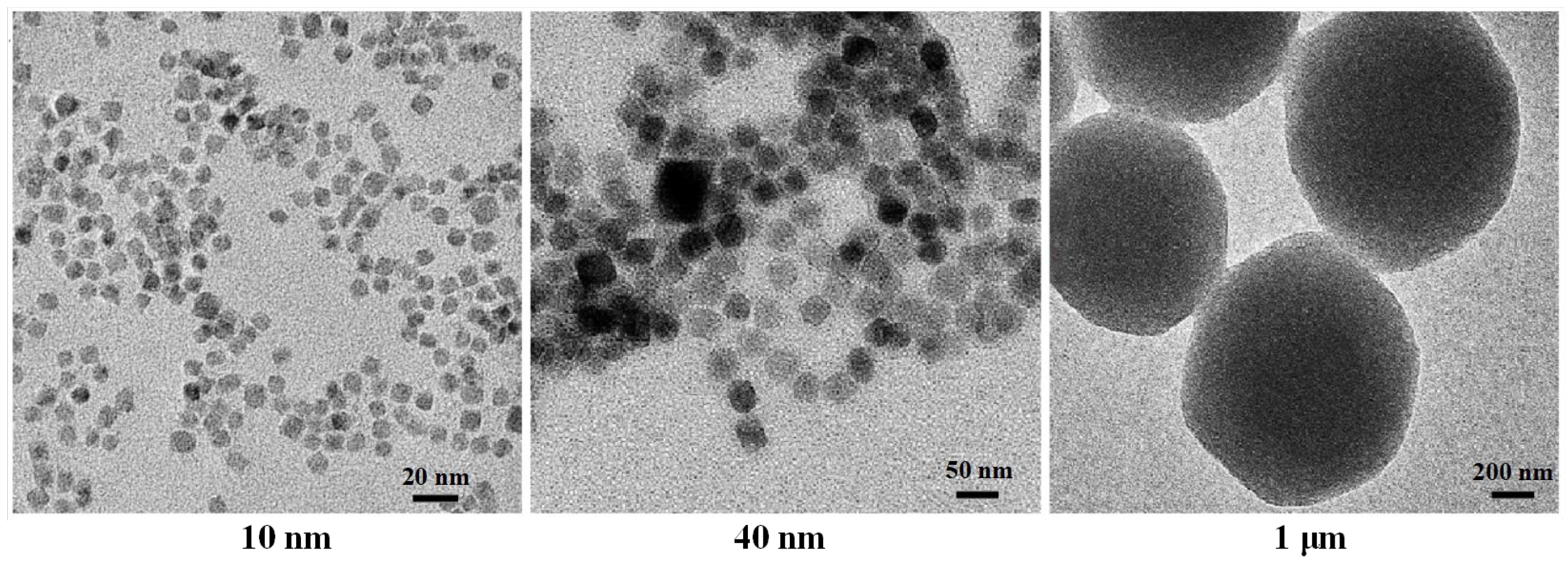 Biomolecules 14 00521 g008