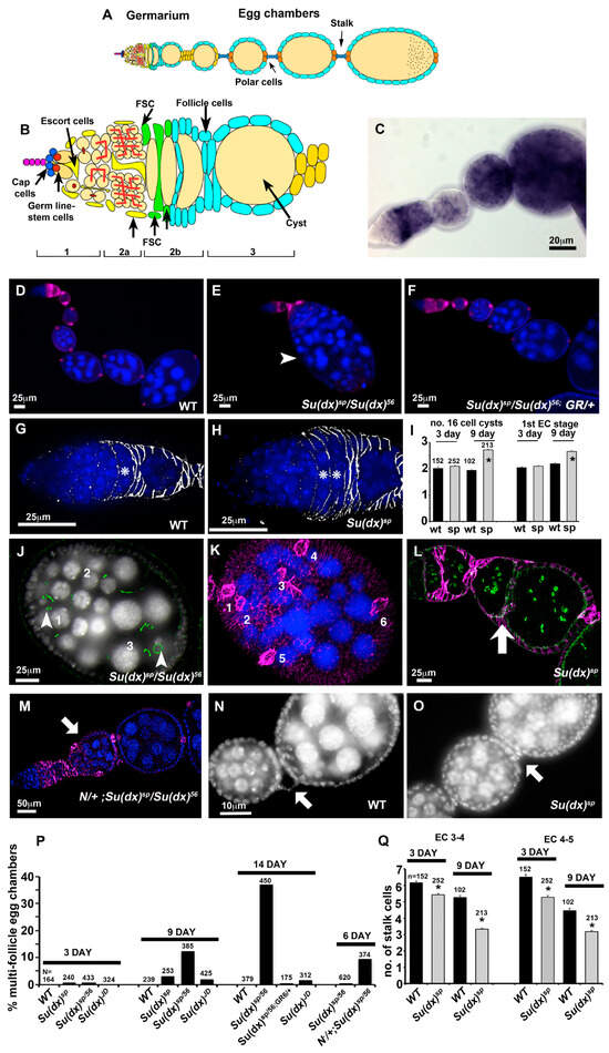 Biomolecules 14 00522 g002