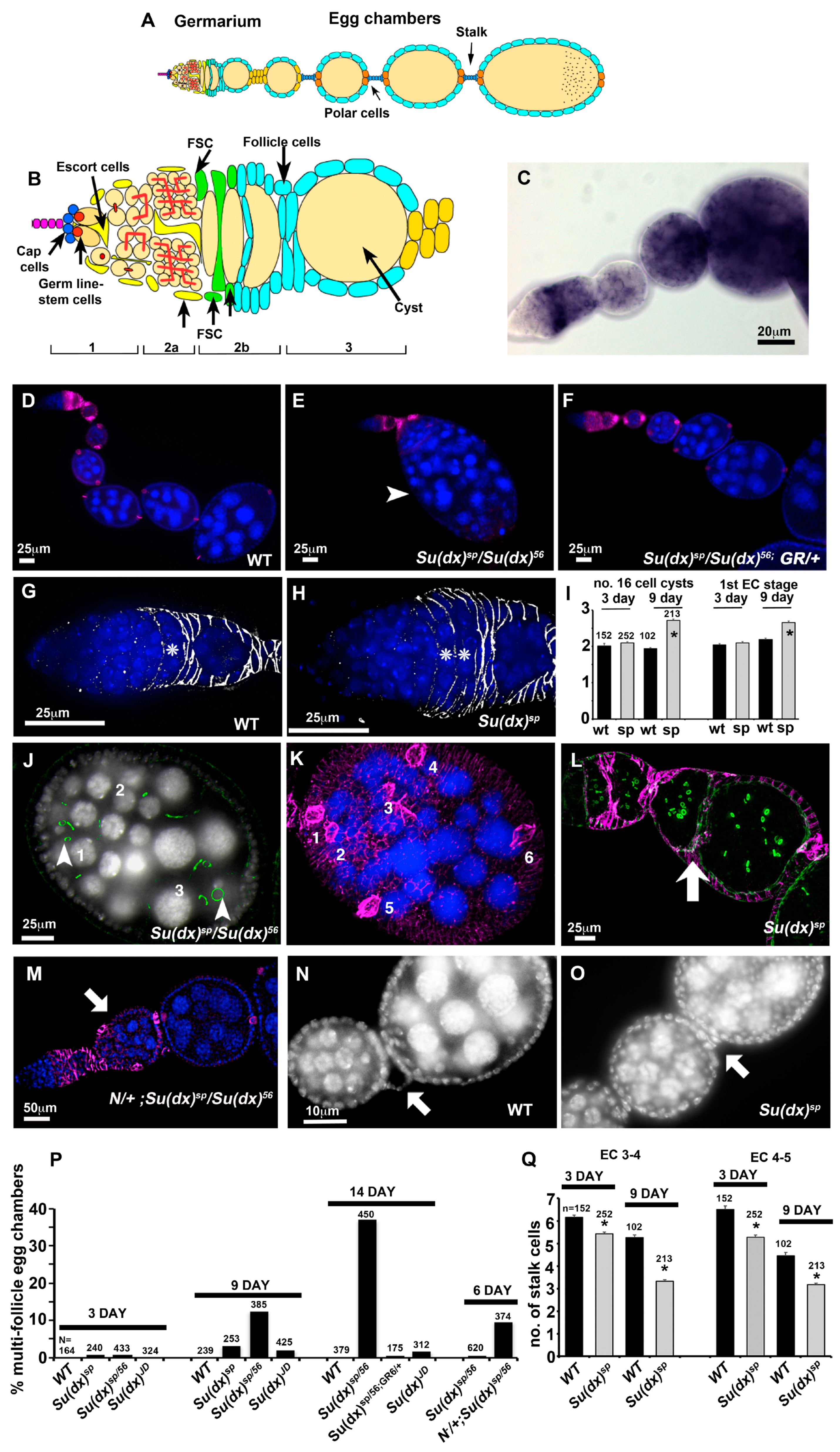 Biomolecules 14 00522 g002 Biomolecules 14 00522 g002