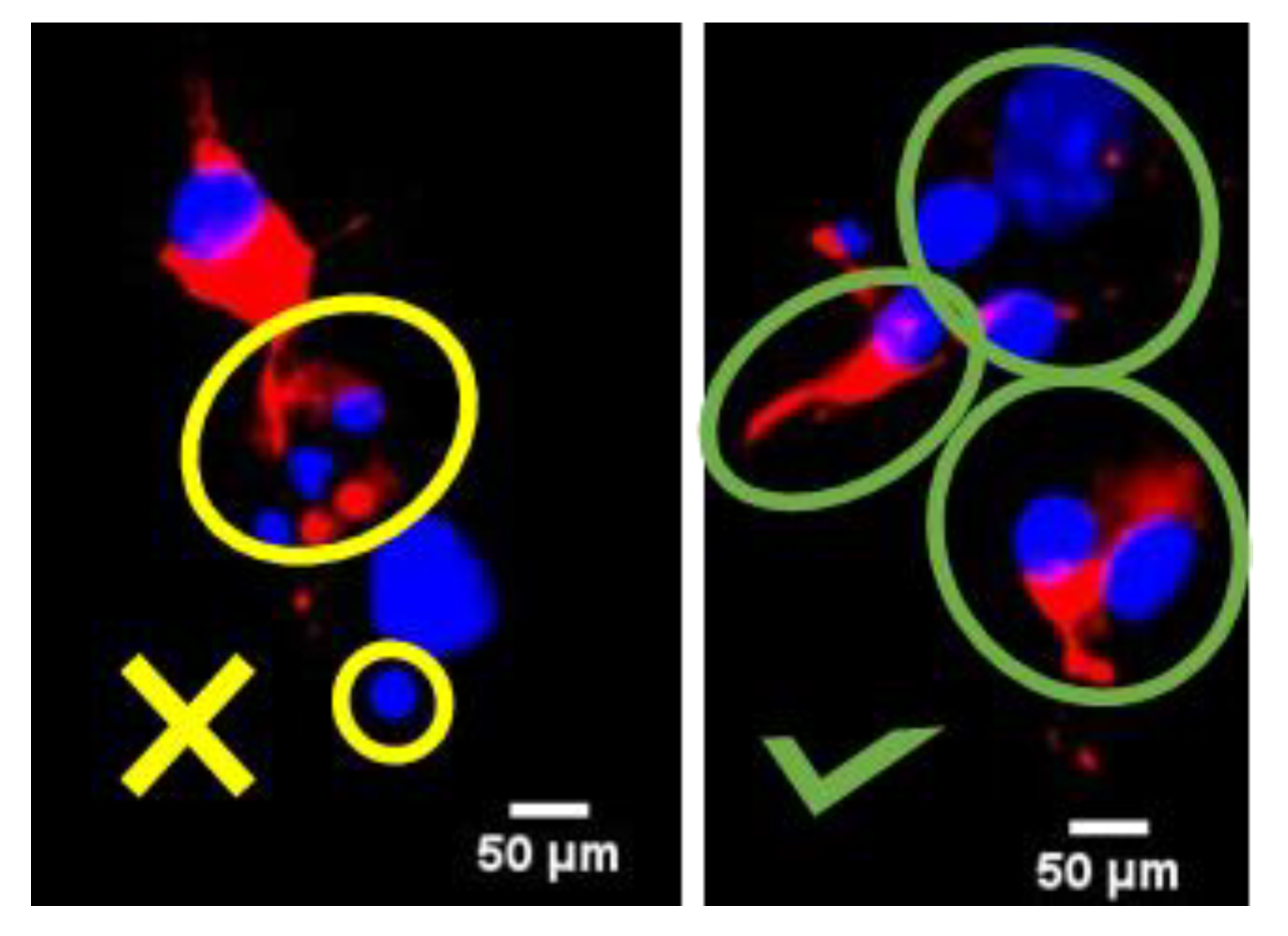 Biomolecules 14 00543 g002 Biomolecules 14 00543 g002