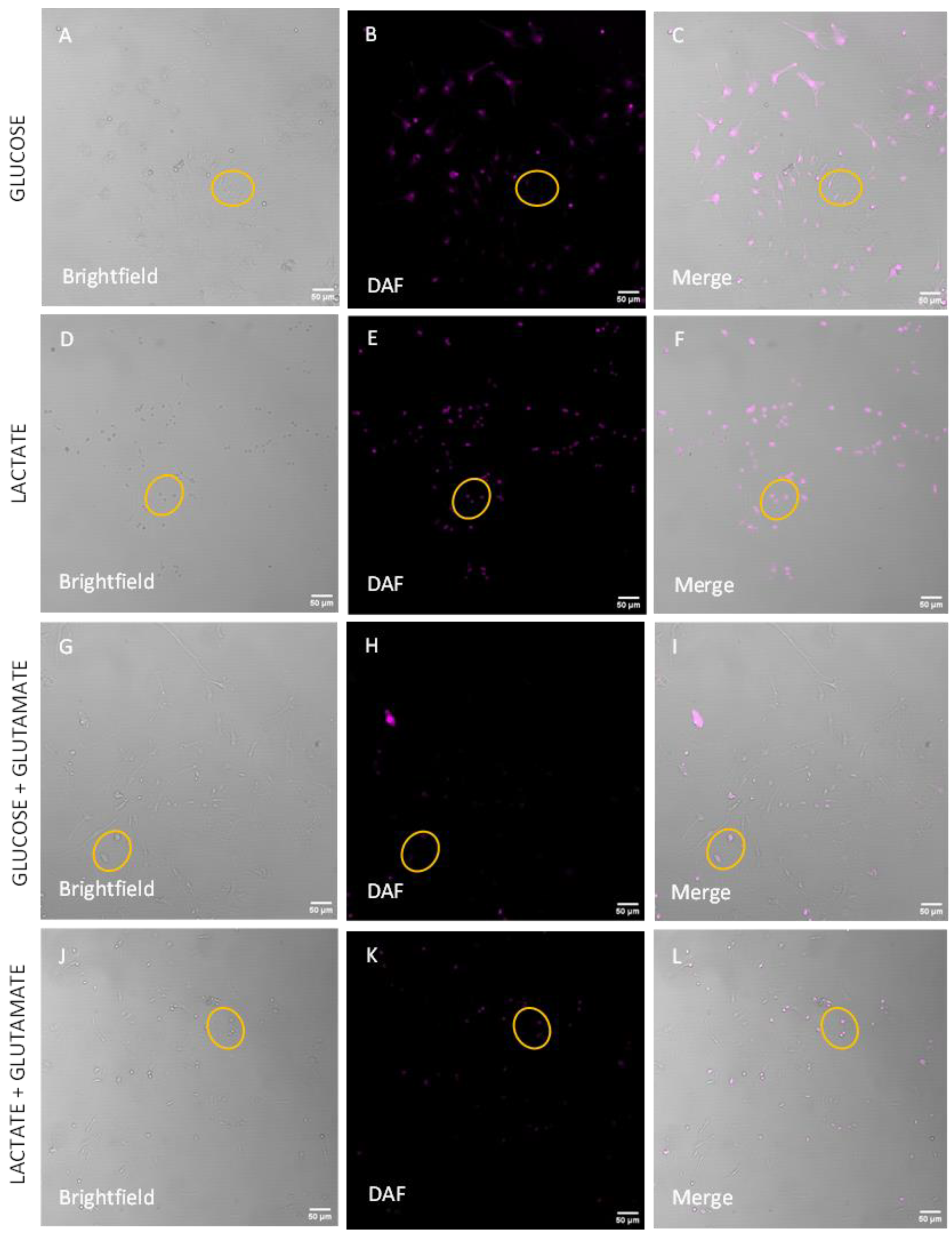 Biomolecules 14 00543 g005a Biomolecules 14 00543 g005a