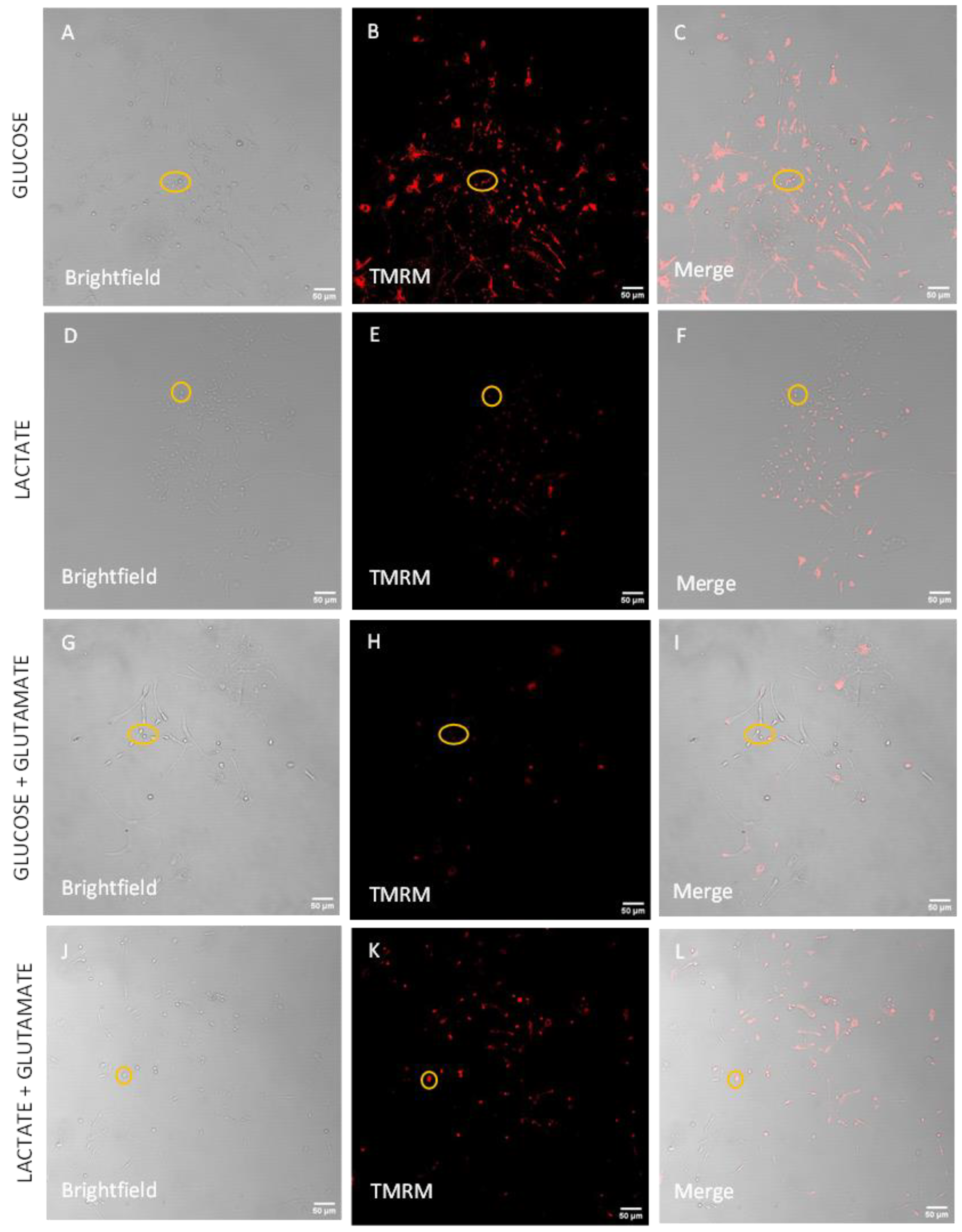 Biomolecules 14 00543 g006a Biomolecules 14 00543 g006a