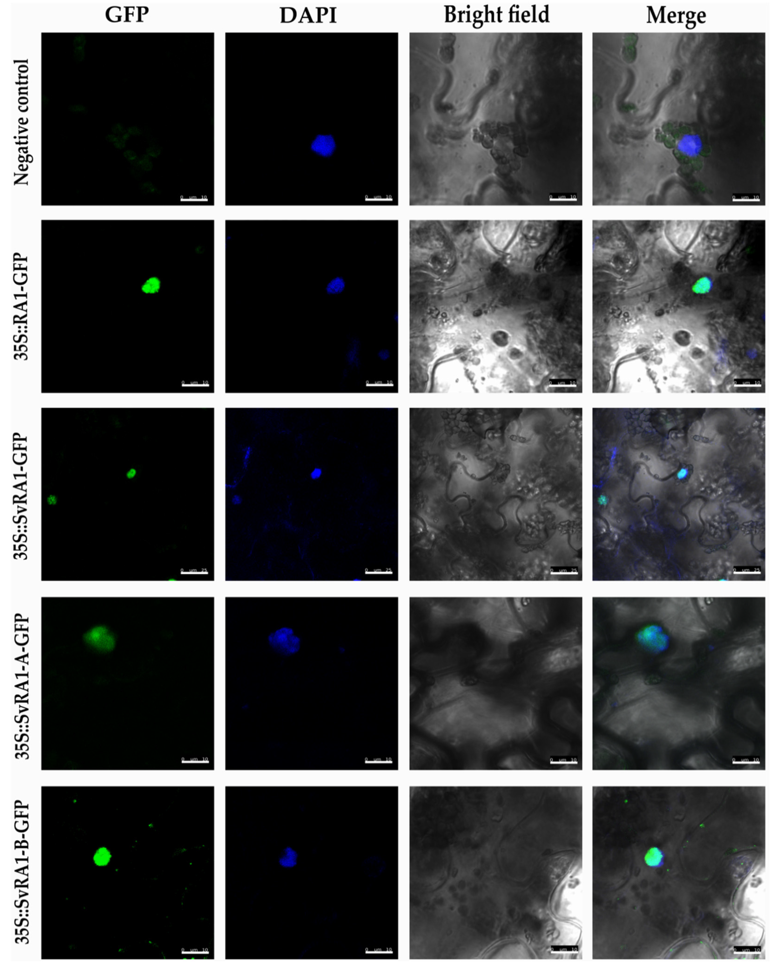 Biomolecules 14 00550 g003 Biomolecules 14 00550 g003
