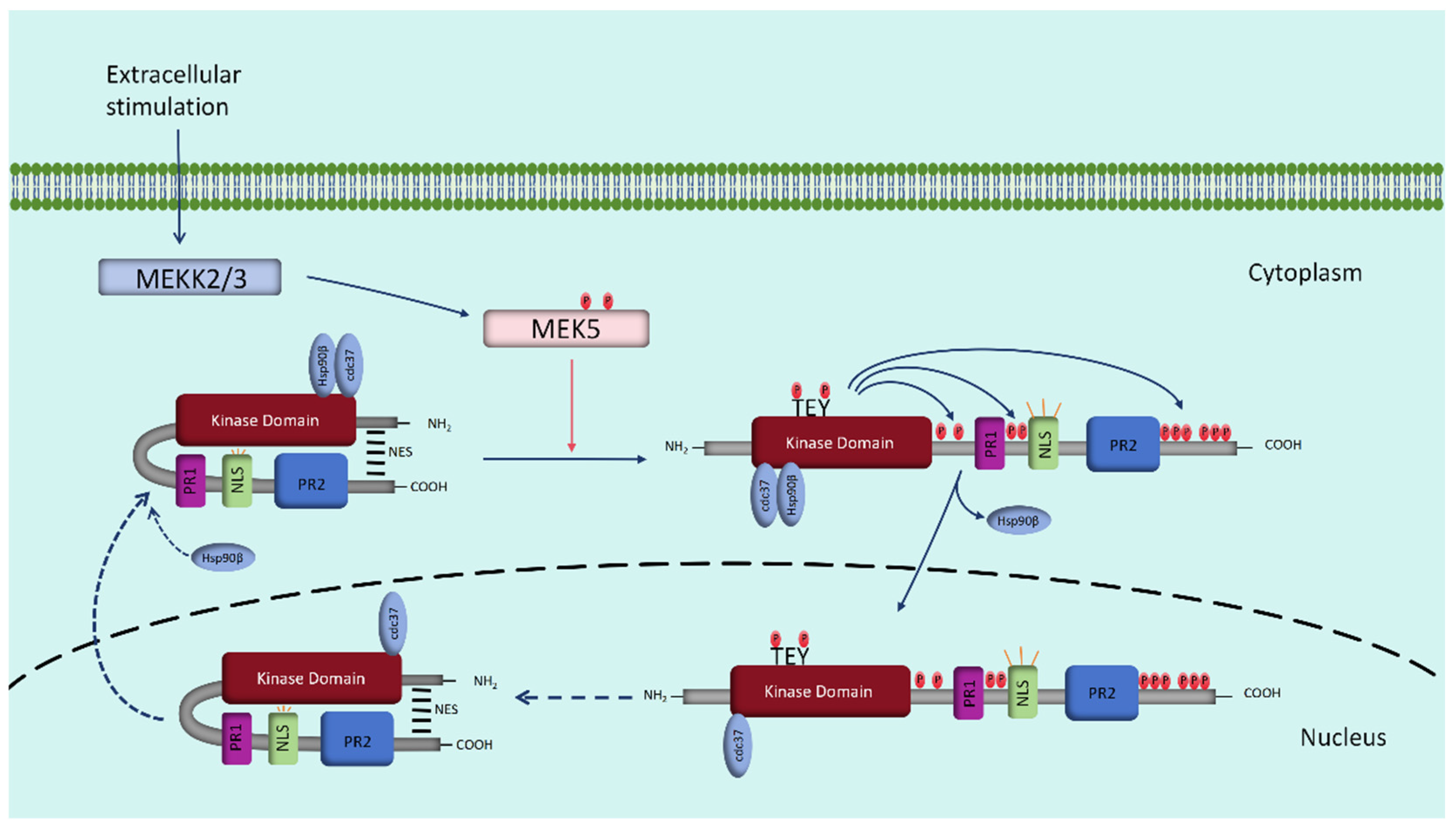 Biomolecules 14 00556 g001 Biomolecules 14 00556 g001