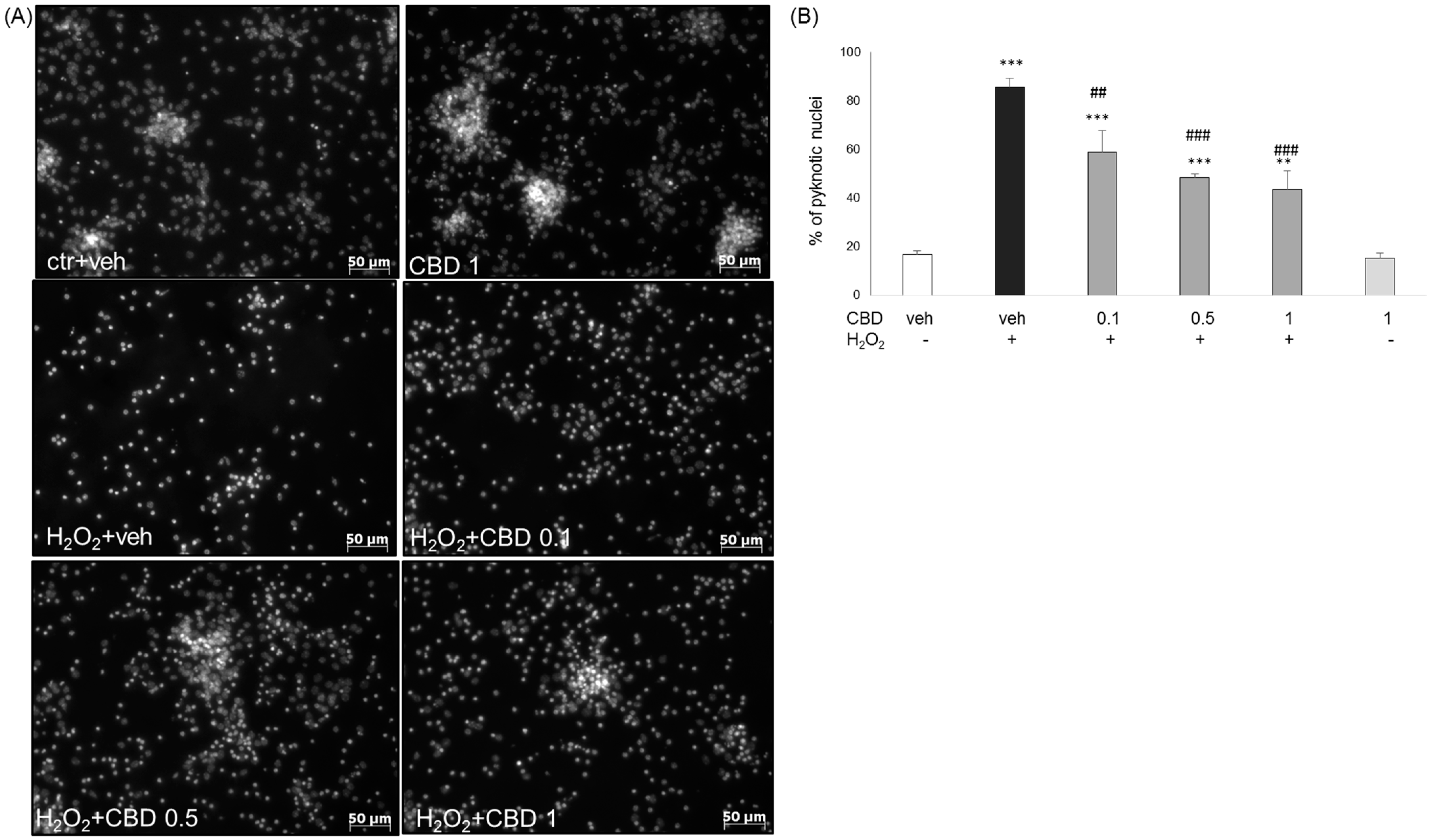 Biomolecules 14 00564 g005