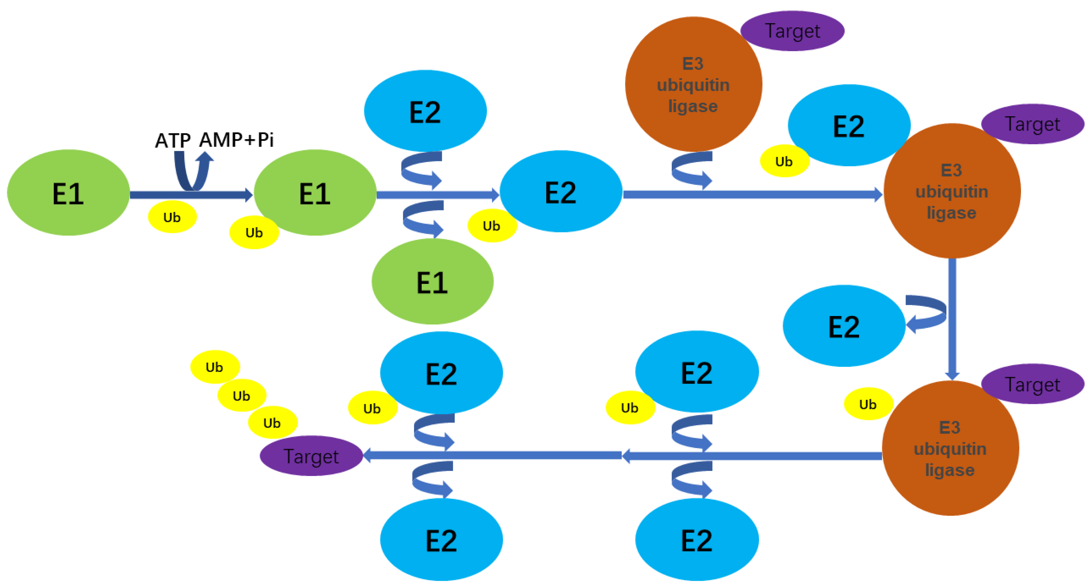 Biomolecules 14 00577 g001