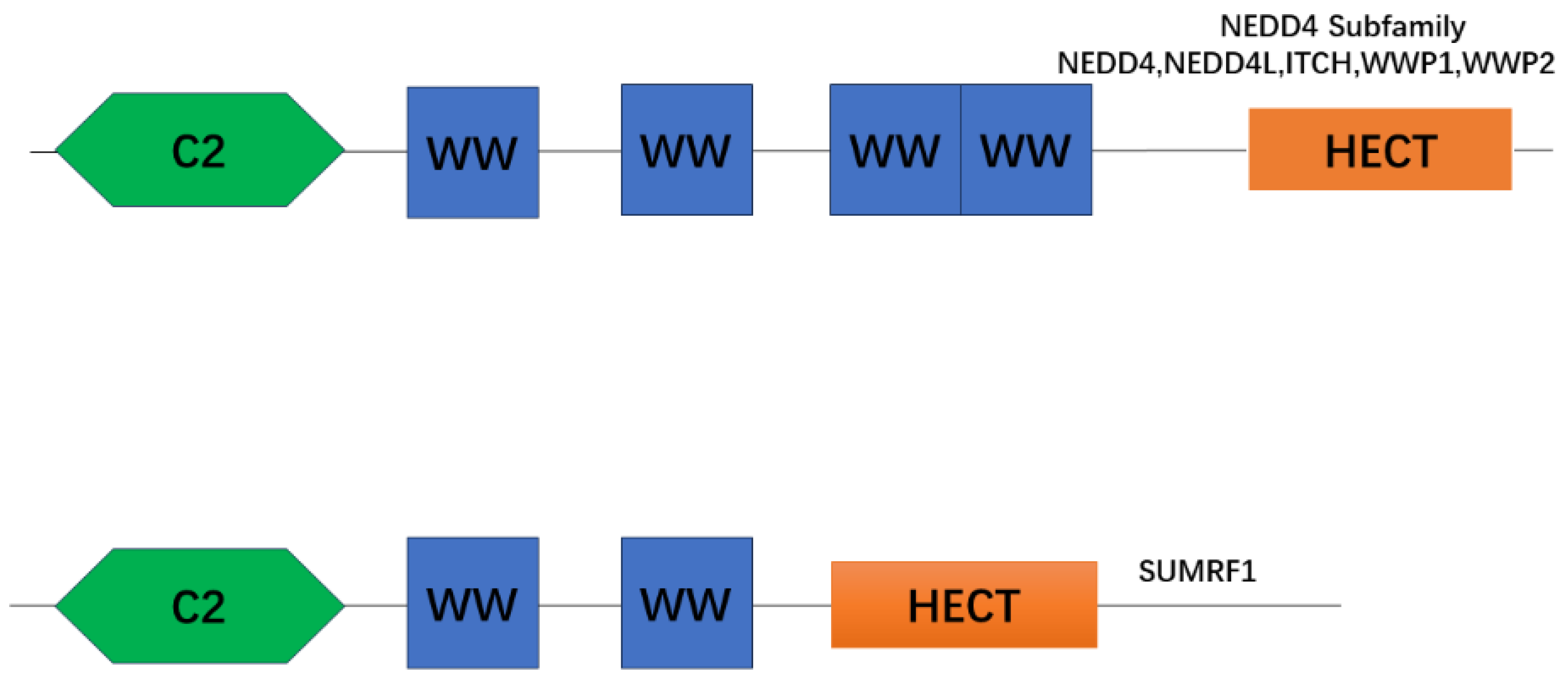 Biomolecules 14 00577 g002