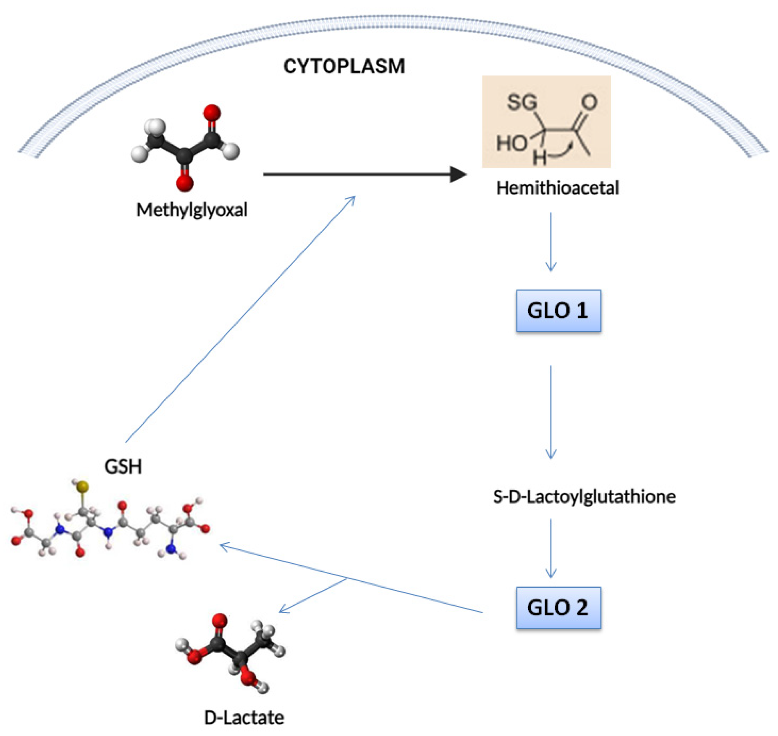 Biomolecules 14 00584 g002