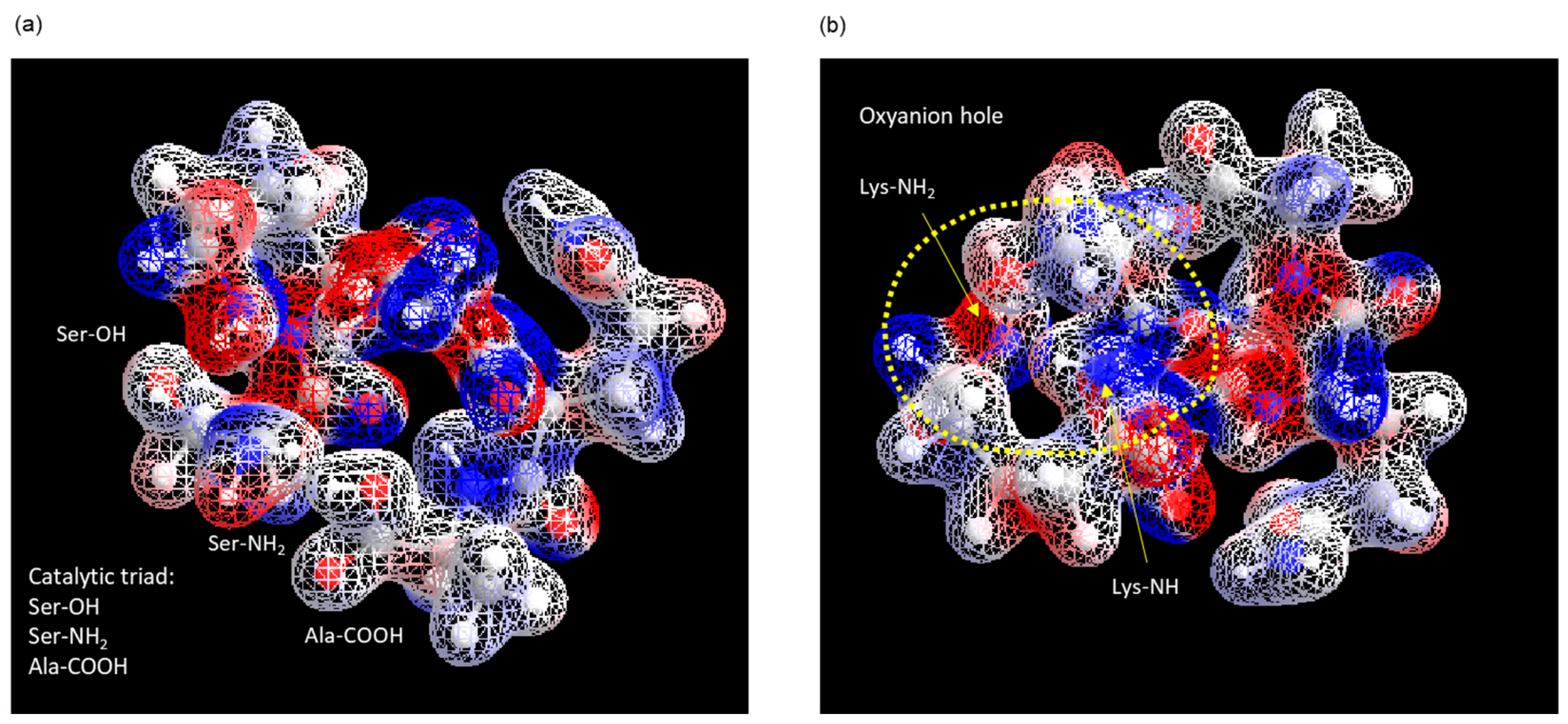 Biomolecules 14 00586 g005