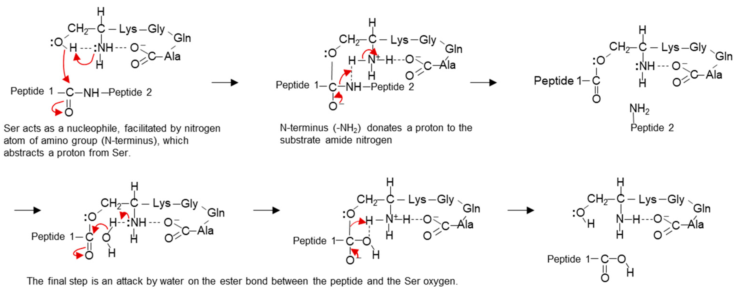 Biomolecules 14 00586 g011