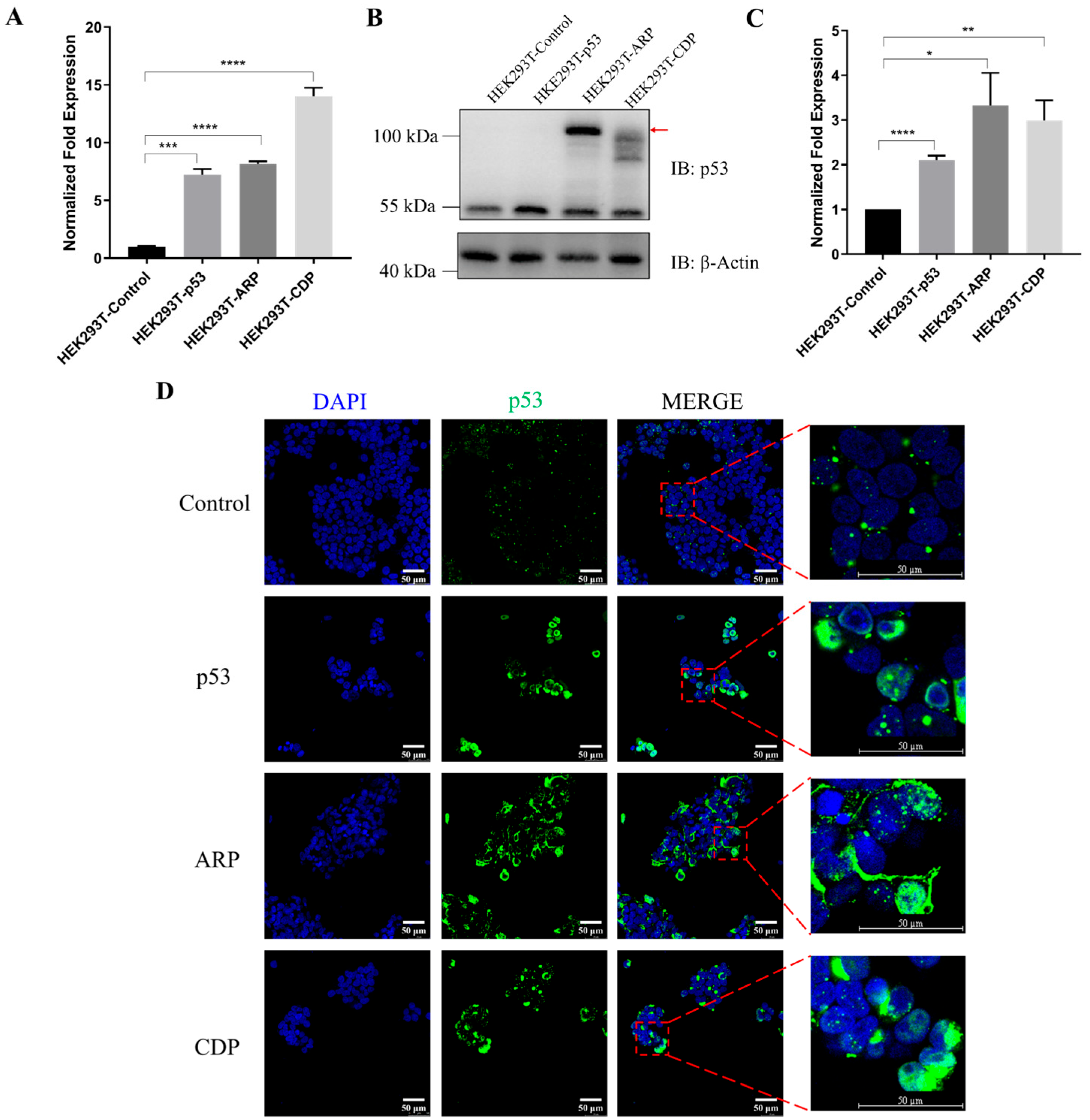Biomolecules 14 00591 g001 Biomolecules 14 00591 g001
