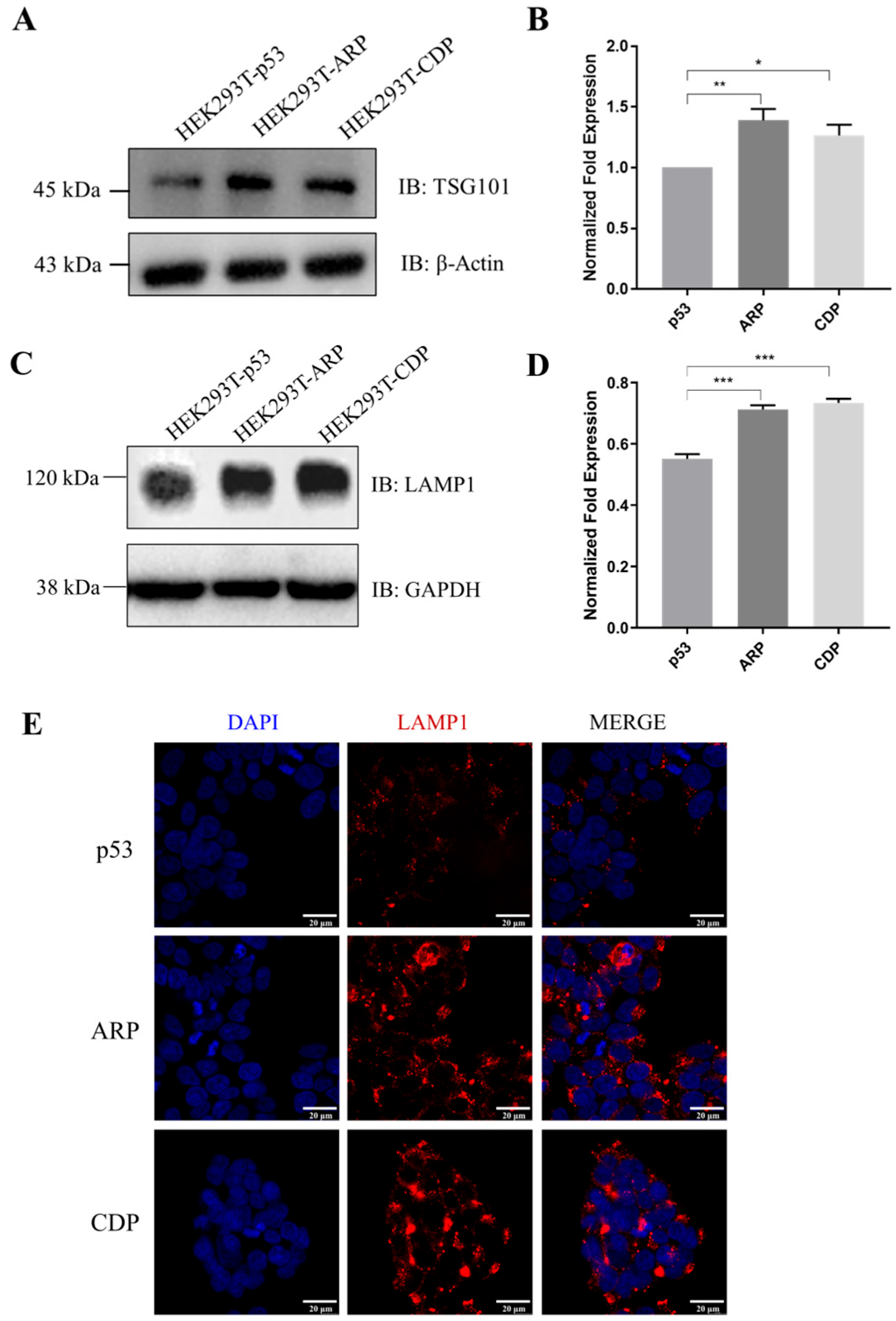Biomolecules 14 00591 g002 Biomolecules 14 00591 g002