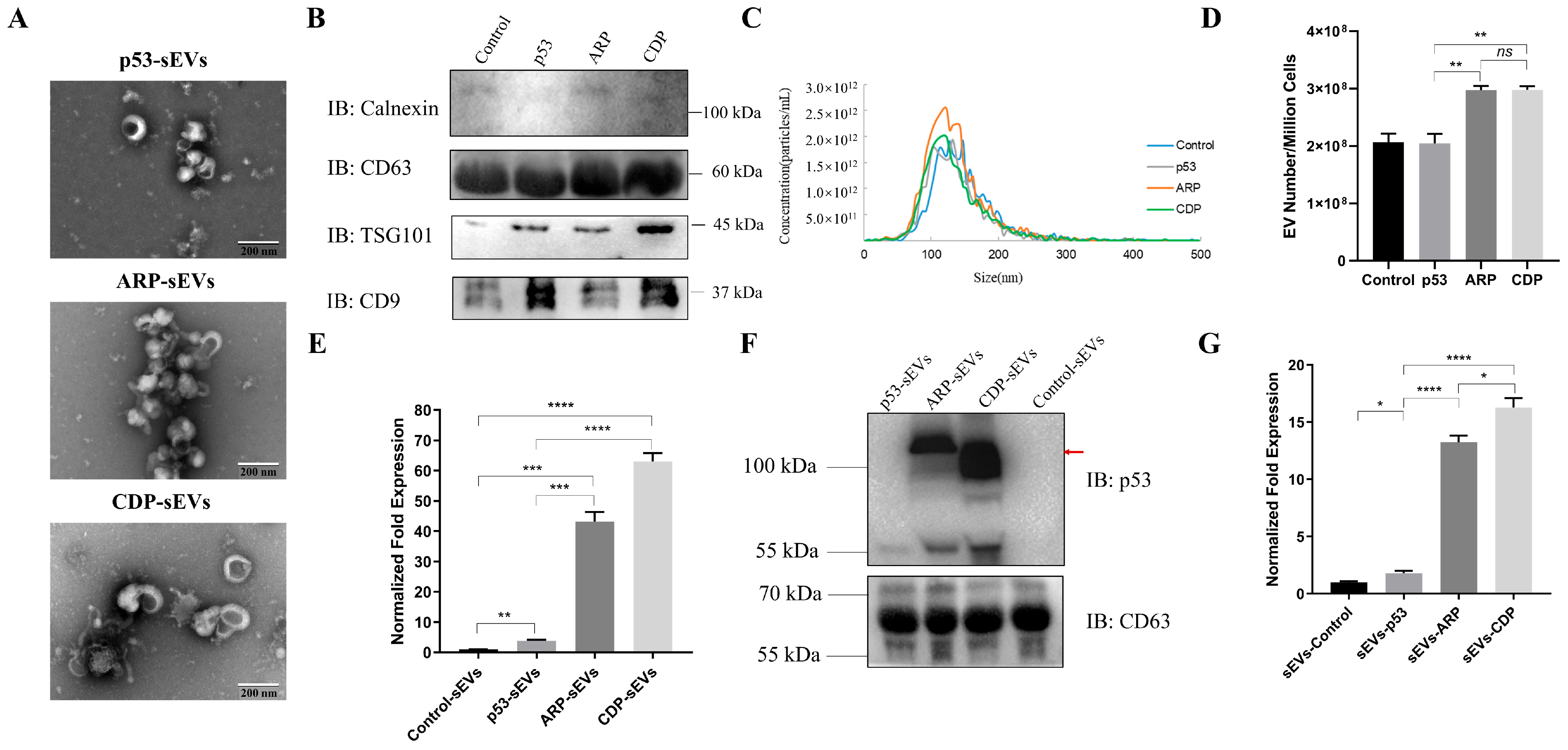 Biomolecules 14 00591 g003 Biomolecules 14 00591 g003