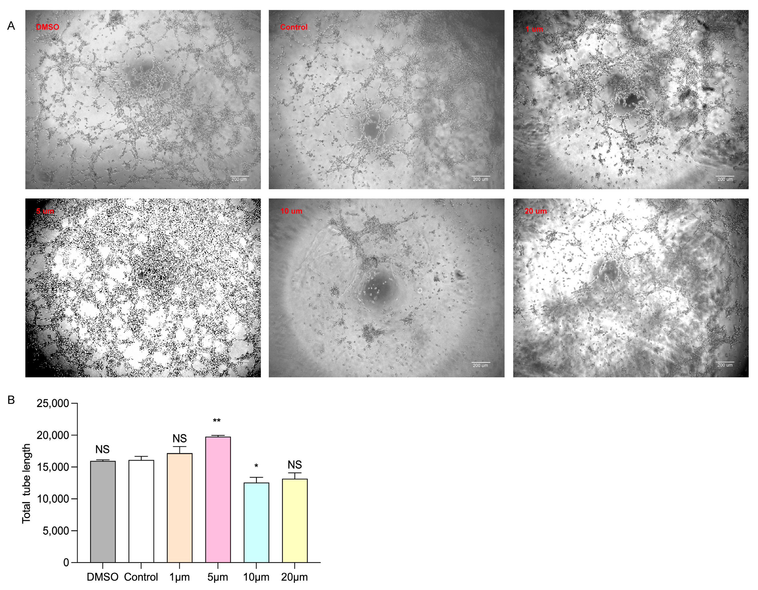 Biomolecules 14 00592 g007 Biomolecules 14 00592 g007