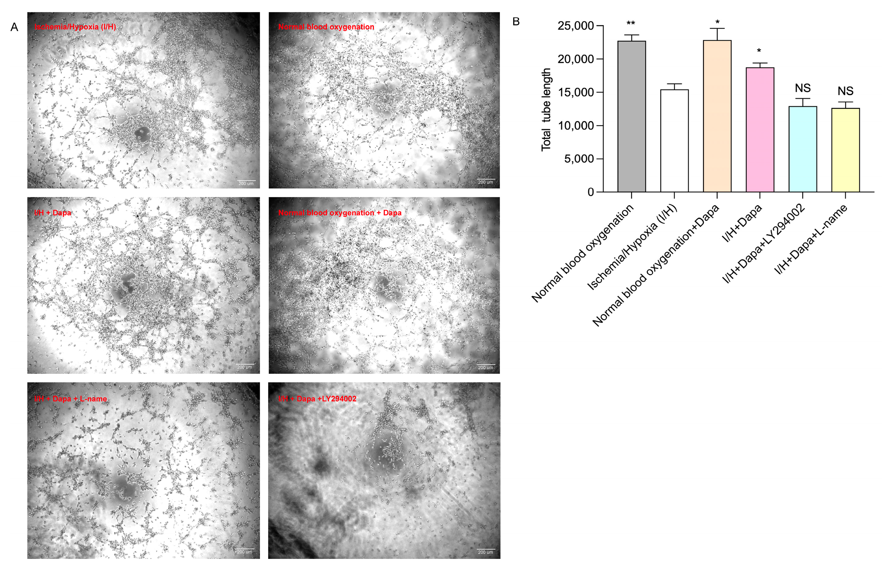 Biomolecules 14 00592 g011 Biomolecules 14 00592 g011