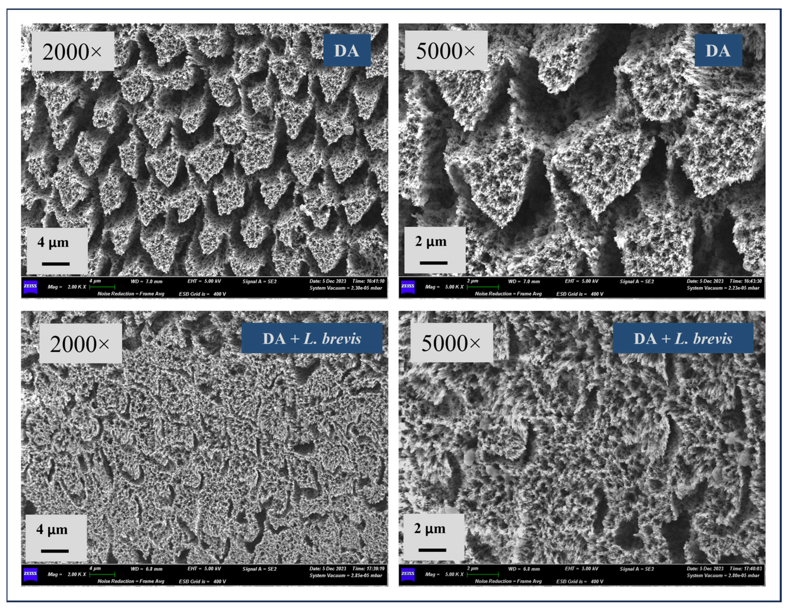Biomolecules 14 00605 g002