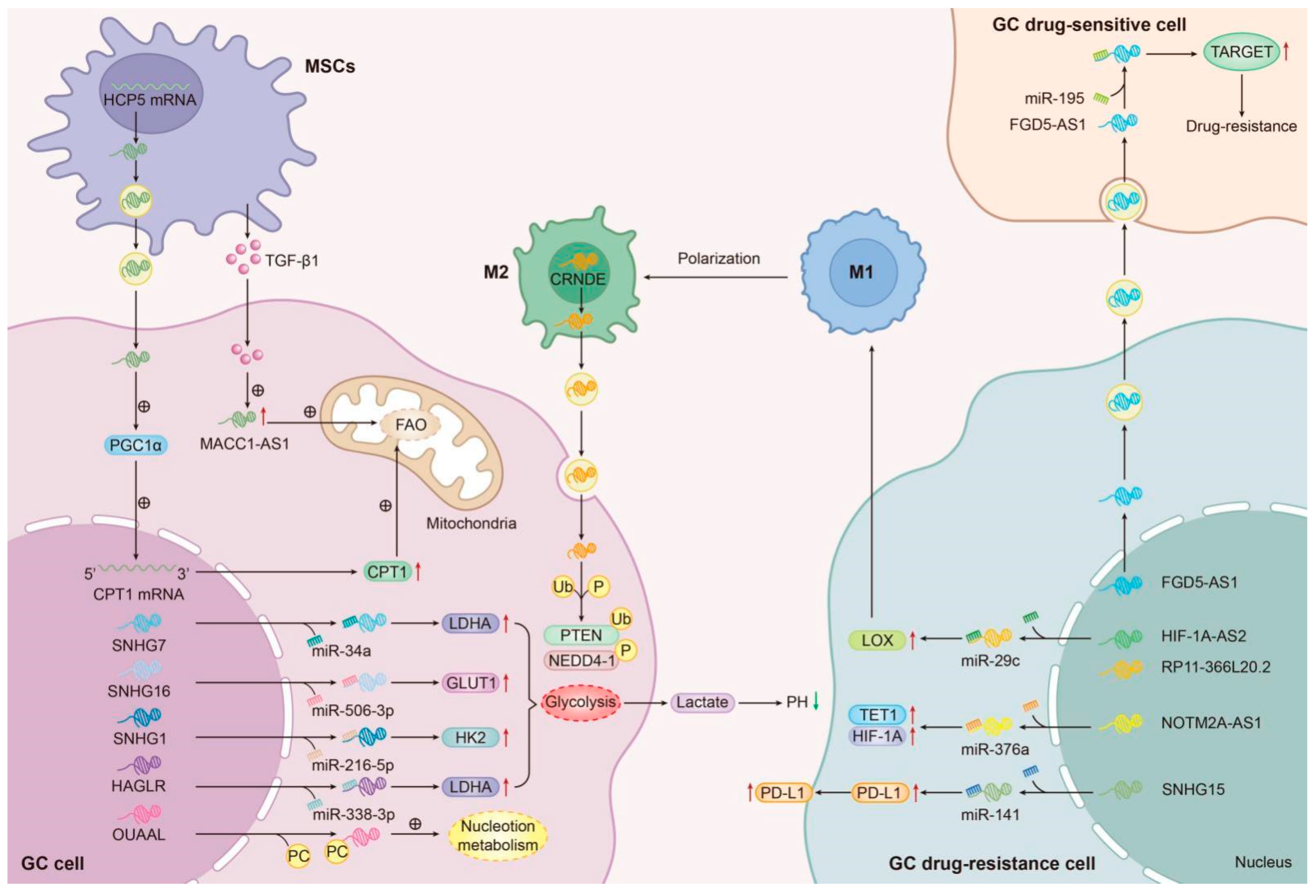 Biomolecules 14 00608 g005