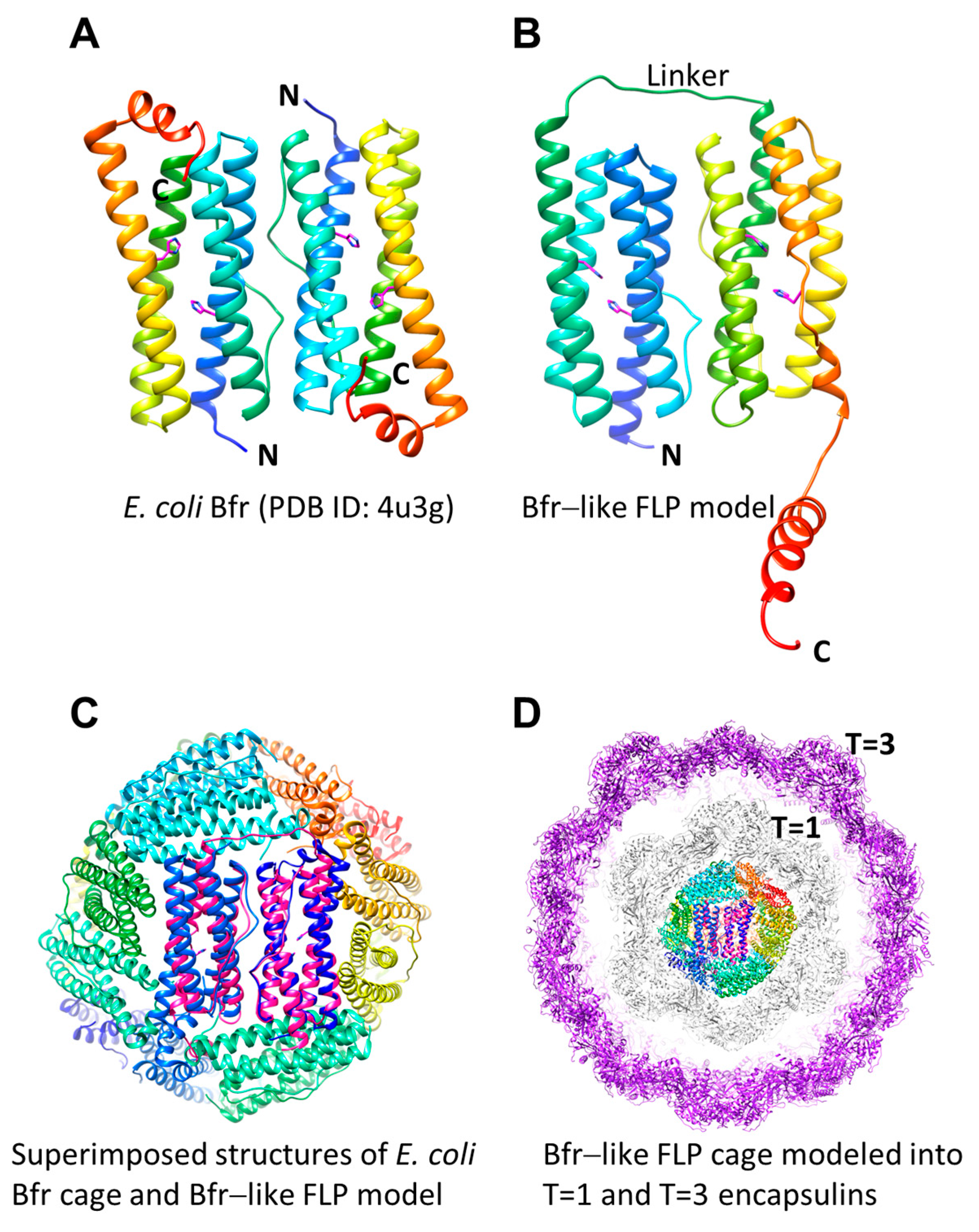 Biomolecules 14 00624 g011